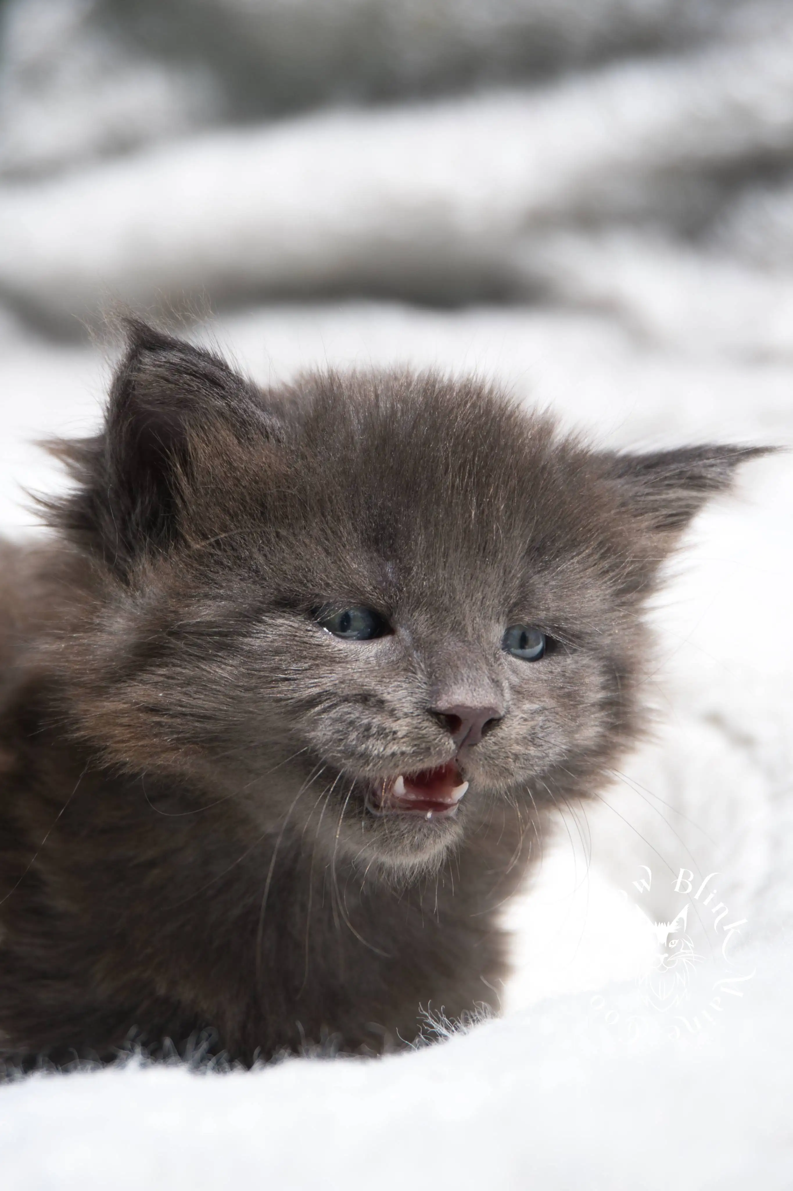 Blue Smoke Maine Coon Kittens > blue smoke | maine coon kitten | ems code as | slowblinkmainecoons | 222 | age 2 months | age 8 weeks | male | taken aug 2024 | idx