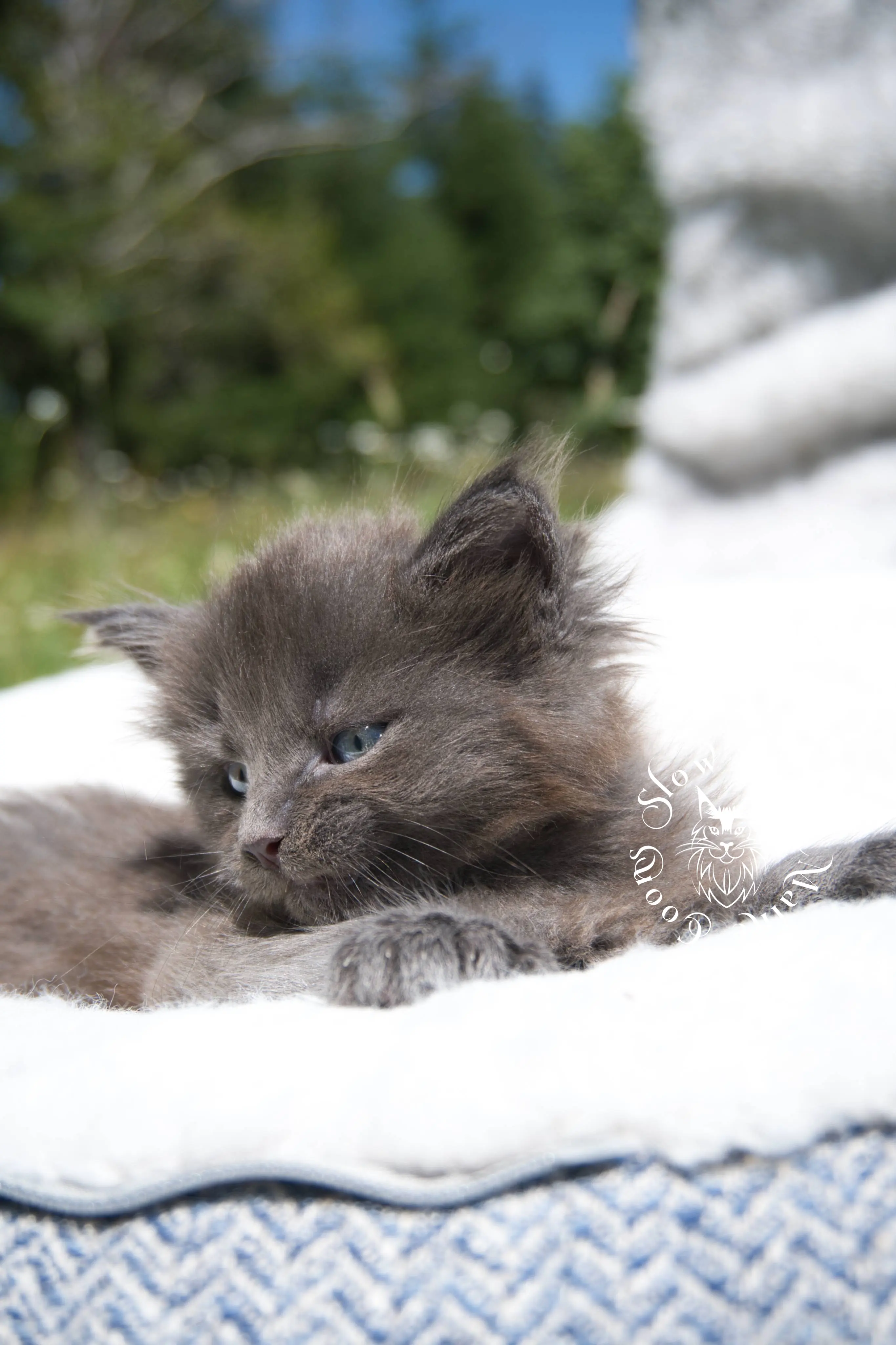 Blue Smoke Maine Coon Kittens > blue smoke | maine coon kitten | ems code as | slowblinkmainecoons | 222 | age 2 months | age 8 weeks | male | taken aug 2024 | idx