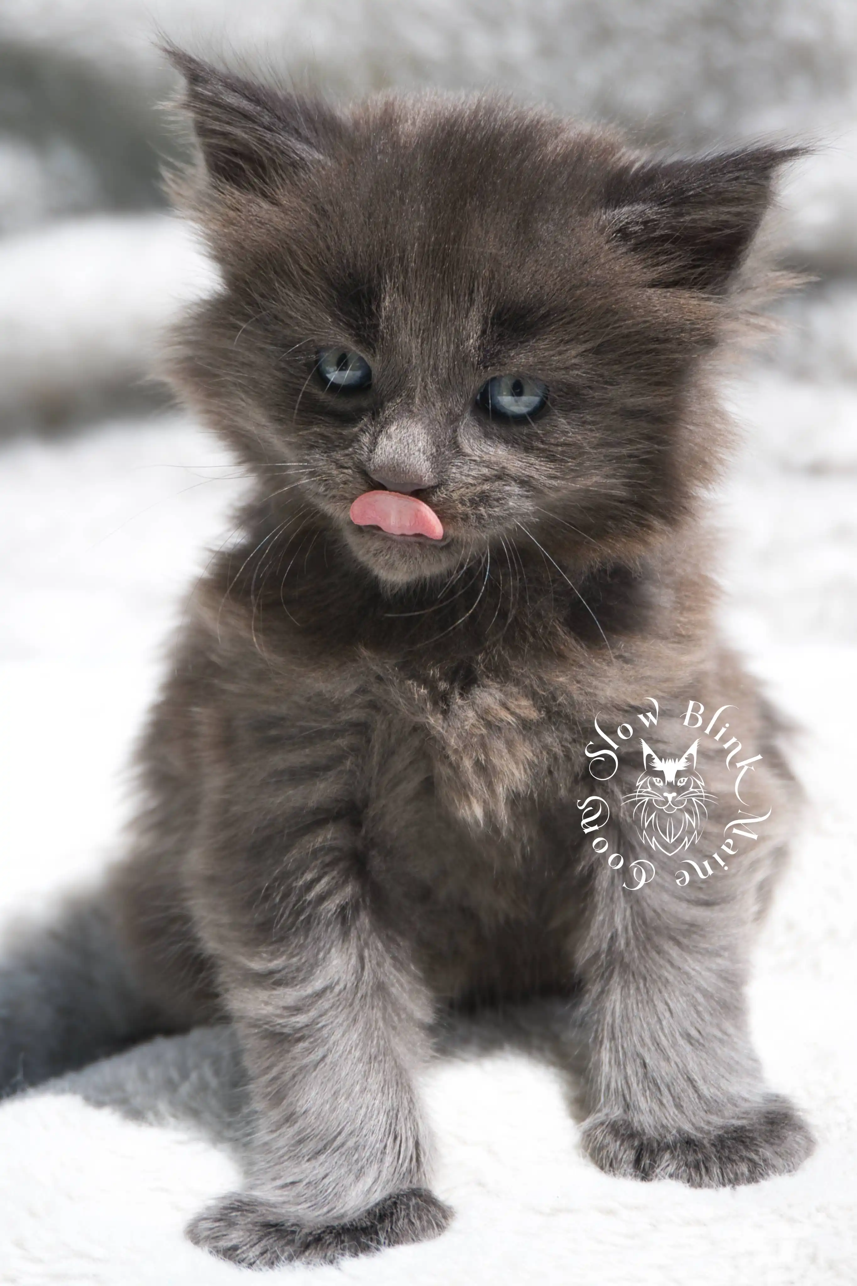 Blue Smoke Maine Coon Kittens > blue smoke | maine coon kitten | ems code as | slowblinkmainecoons | 222 | age 2 months | age 8 weeks | male | taken aug 2024 | idx