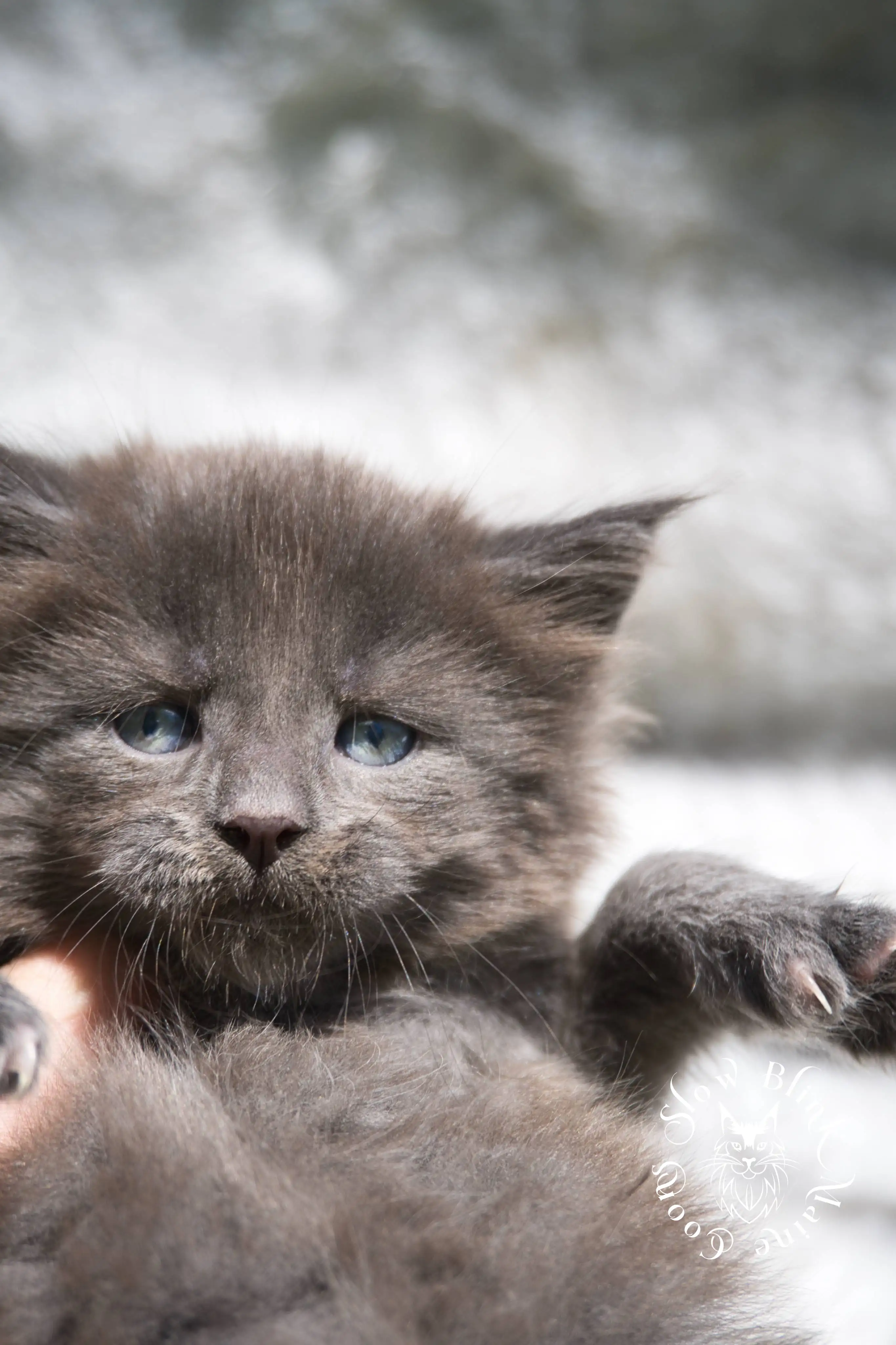 Blue Smoke Maine Coon Kittens > blue smoke | maine coon kitten | ems code as | slowblinkmainecoons | 222 | age 2 months | age 8 weeks | male | taken aug 2024 | idx