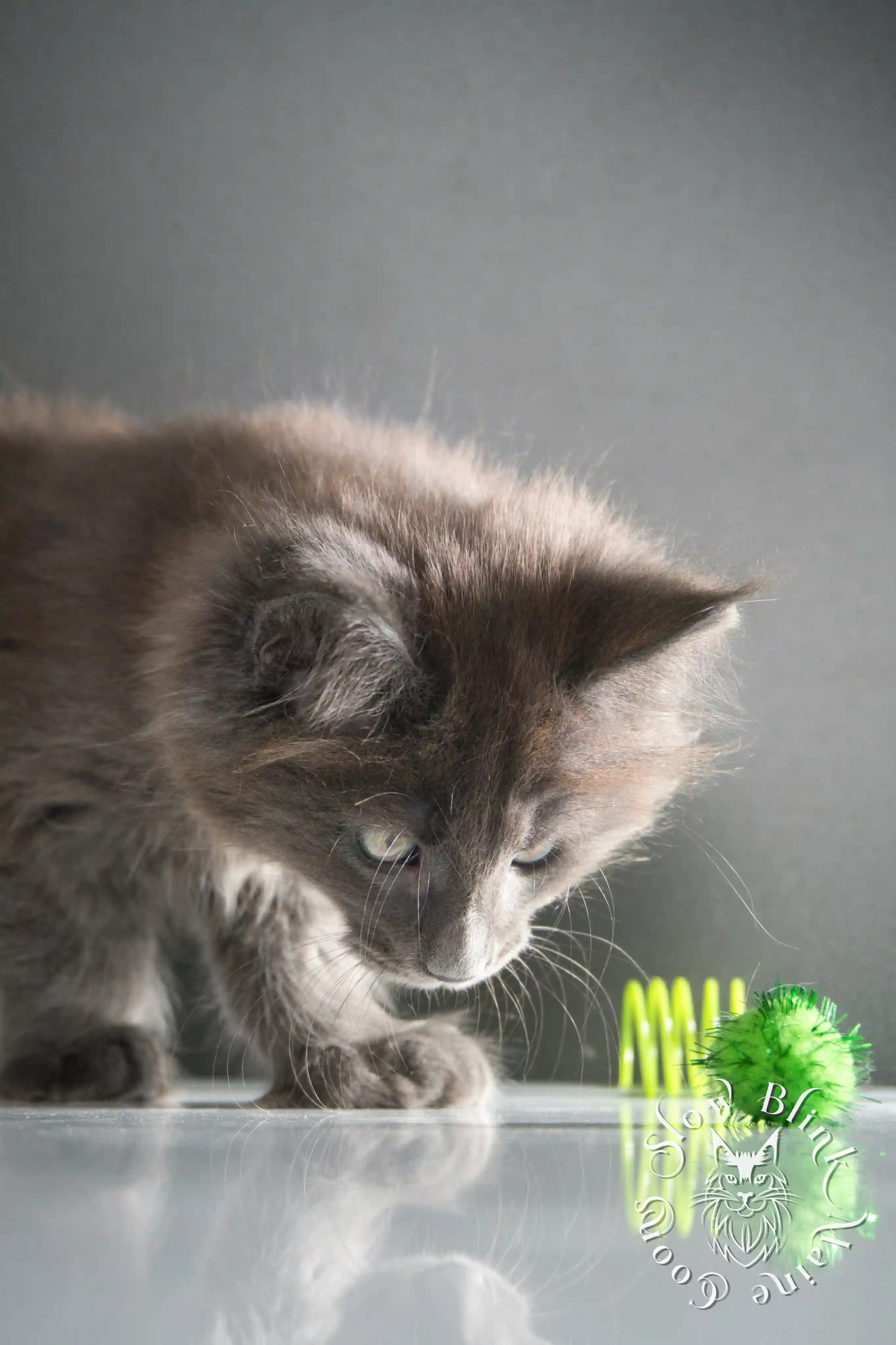 Blue Smoke Maine Coon Kittens > blue smoke | maine coon kitten | ems code as | slowblinkmainecoons | 222 | age 2 months | age 8 weeks | male | taken aug 2024 | idx