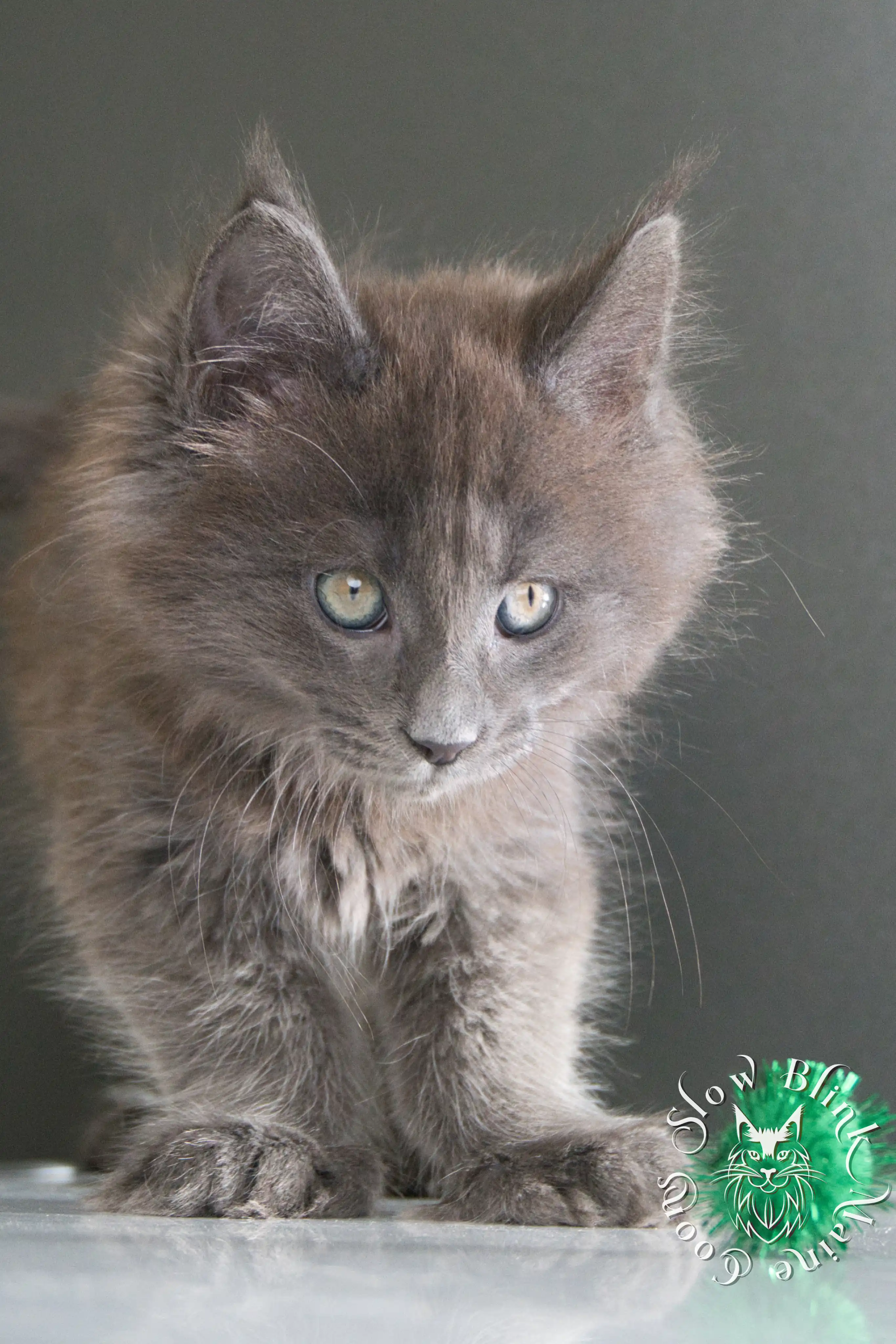 blue smoke | maine coon kitten | ems code as | slowblinkmainecoons | 222 | age 2 months | age 8 weeks | male | taken aug 2024 Blue Smoke Maine Coon Kittens > blue smoke | maine coon kitten | ems code as | slowblinkmainecoons | 222 | age 2 months | age 8 weeks | male | taken aug 2024 | idx