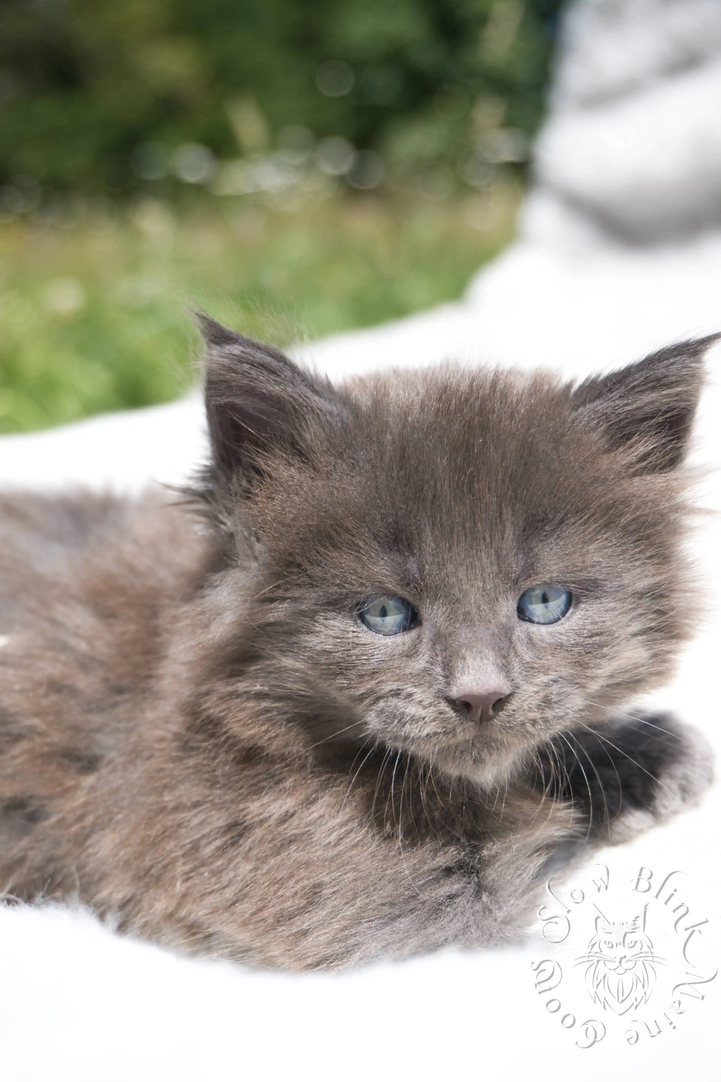 blue smoke | maine coon kitten | ems code as | slowblinkmainecoons | 222 | age 2 months | age 8 weeks | male | taken aug 2024 Blue Smoke Maine Coon Kittens > blue smoke | maine coon kitten | ems code as | slowblinkmainecoons | 222 | age 2 months | age 8 weeks | male | taken aug 2024 | idx