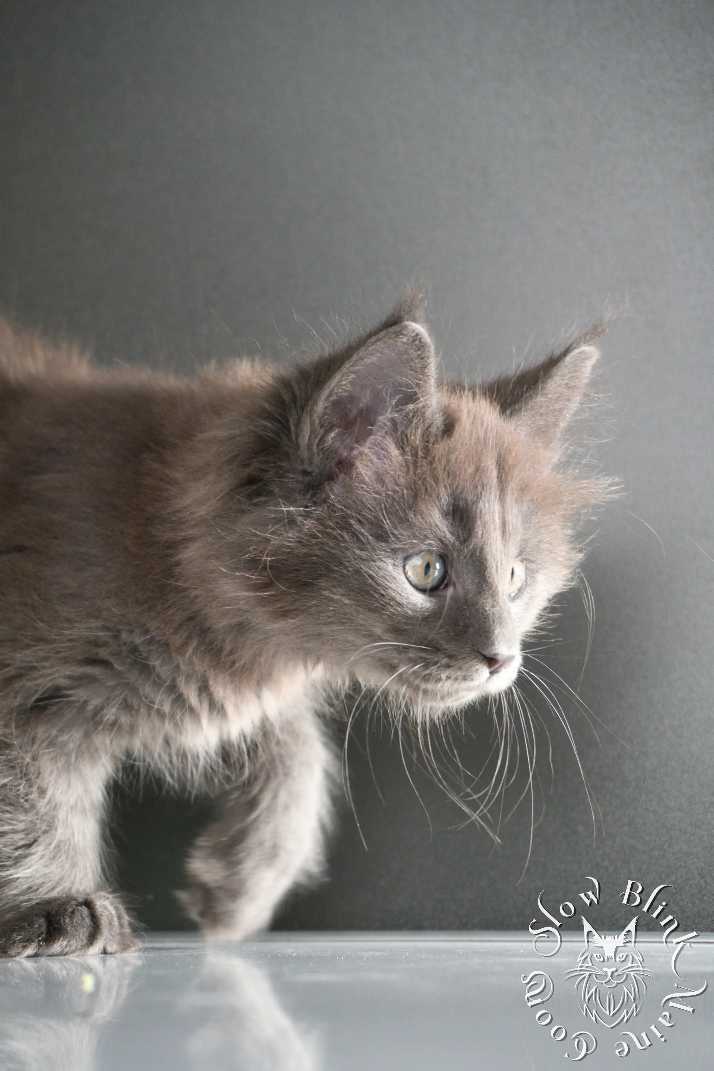 blue smoke | maine coon kitten | ems code as | slowblinkmainecoons | 222 age 2 months | age 8 weeks | male | taken aug 2024 Blue Smoke Maine Coon Kittens > blue smoke | maine coon kitten | ems code as | slowblinkmainecoons | 222 age 2 months | age 8 weeks | male | taken aug 2024 | idx