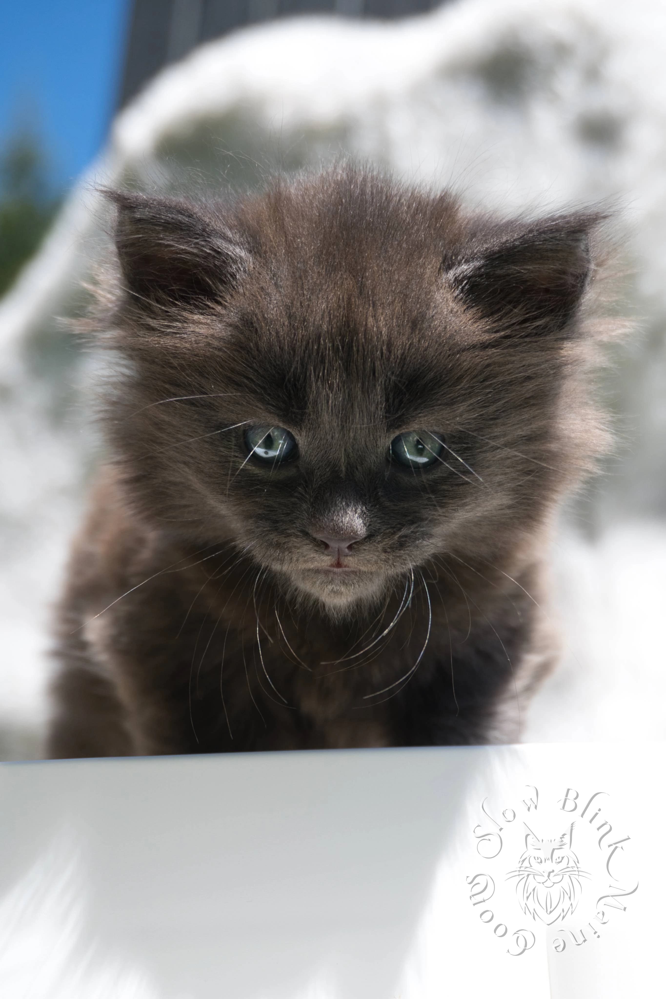 blue smoke | maine coon kitten | ems code as | slowblinkmainecoons | 222 age 2 months | age 8 weeks | male | taken aug 2024 Blue Smoke Maine Coon Kittens > blue smoke | maine coon kitten | ems code as | slowblinkmainecoons | 222 age 2 months | age 8 weeks | male | taken aug 2024 | idx
