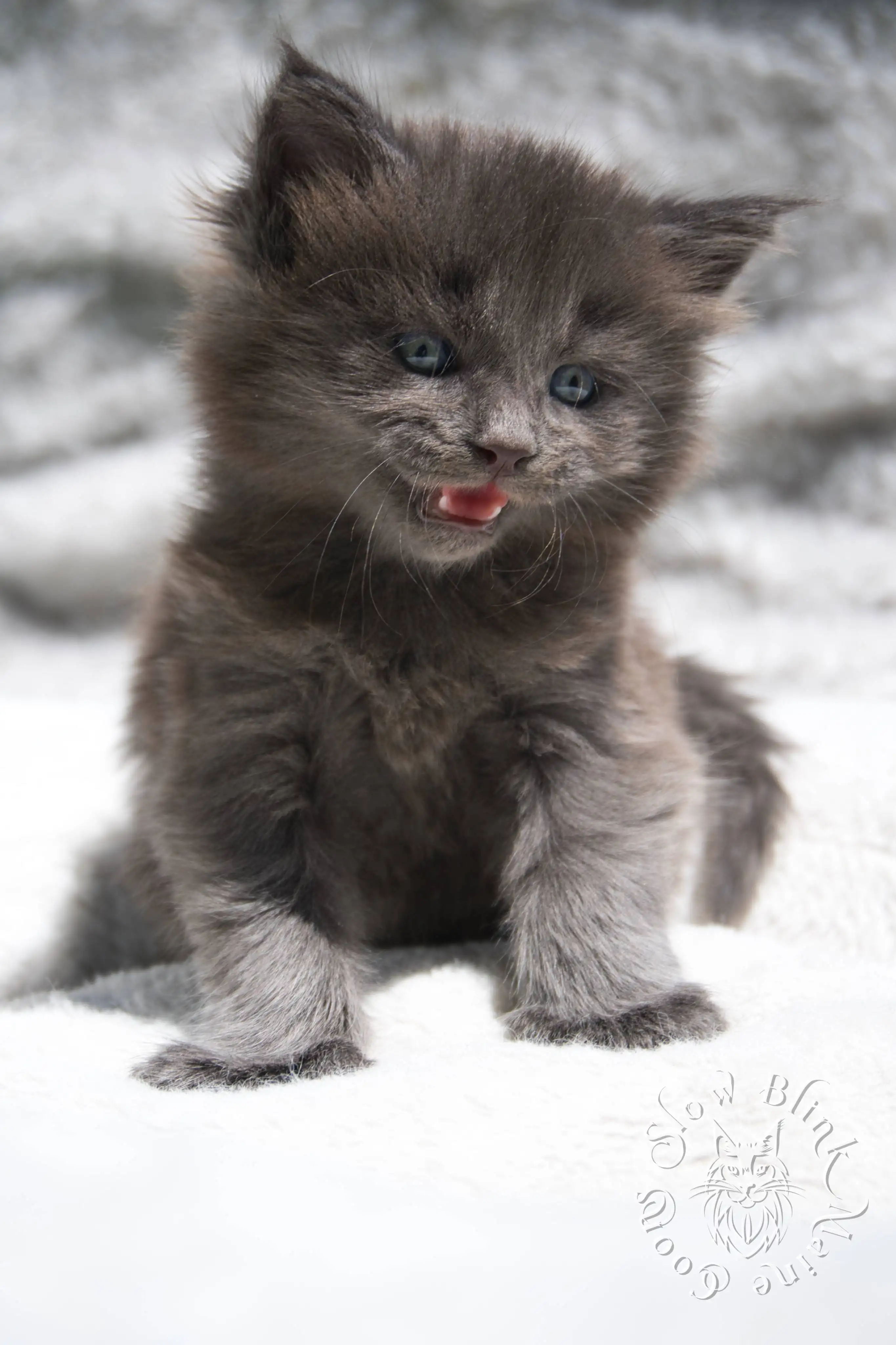blue smoke | maine coon kitten | ems code as | slowblinkmainecoons | 222 age 2 months | age 8 weeks | male | taken aug 2024 Blue Smoke Maine Coon Kittens > blue smoke | maine coon kitten | ems code as | slowblinkmainecoons | 222 age 2 months | age 8 weeks | male | taken aug 2024 | idx