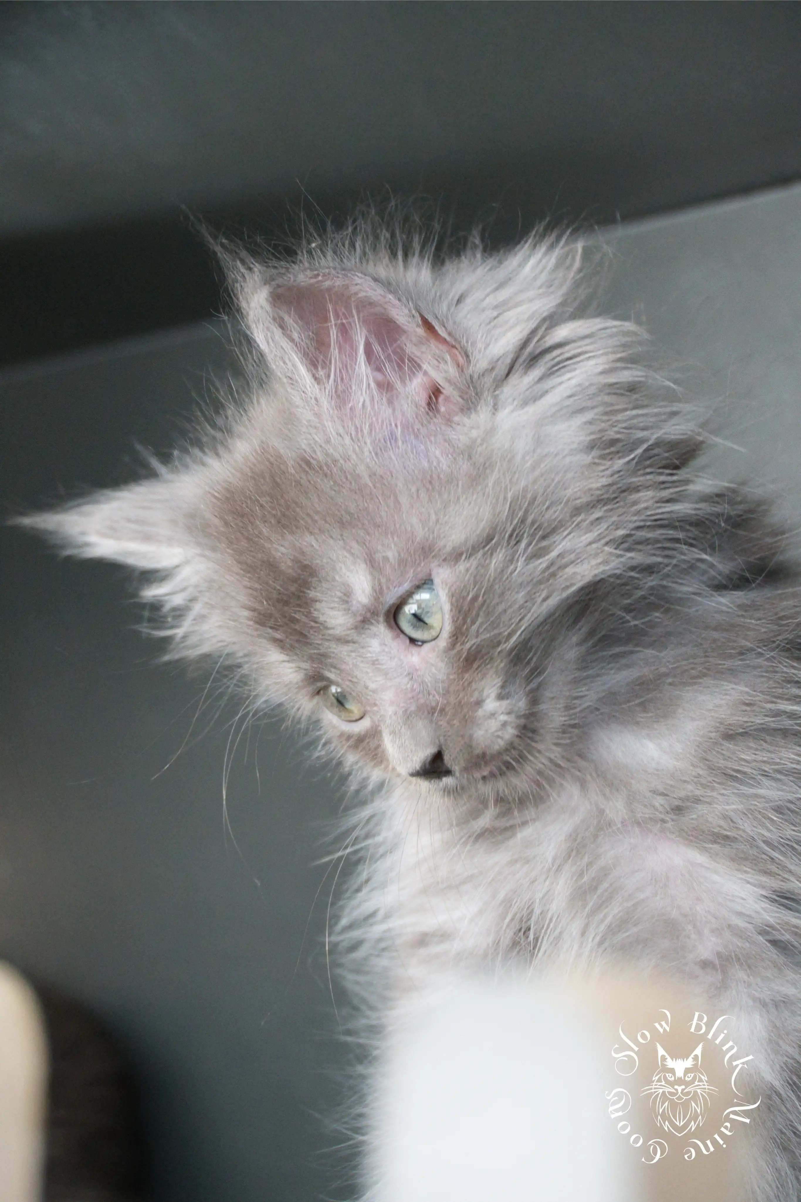 blue smoke | maine coon kitten | ems code as | slowblinkmainecoons Blue Smoke Maine Coon Kittens > blue smoke | maine coon kitten | ems code as | slowblinkmainecoons | 534