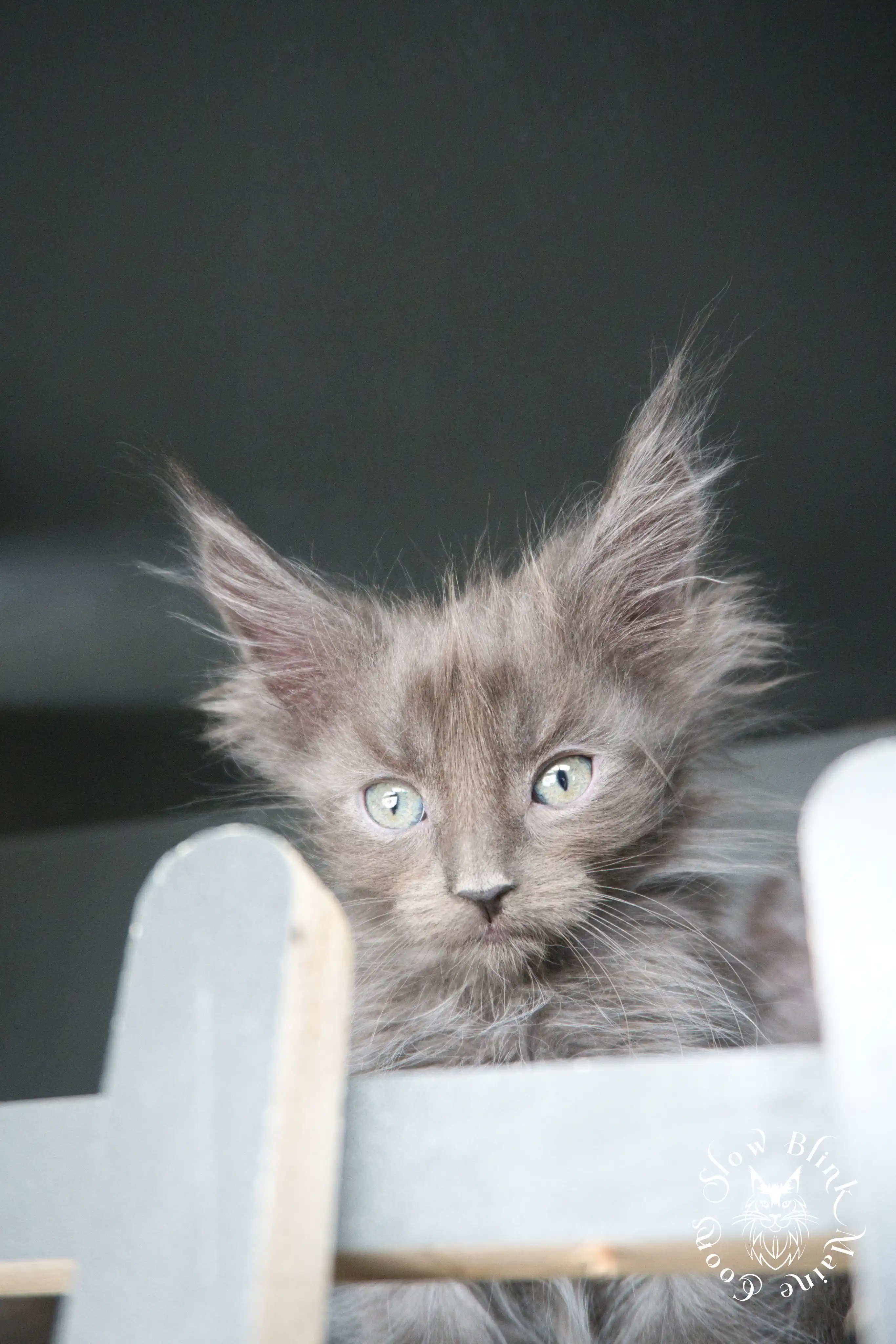 blue smoke | maine coon kitten | ems code as | slowblinkmainecoons Blue Smoke Maine Coon Kittens > blue smoke | maine coon kitten | ems code as | slowblinkmainecoons | 535