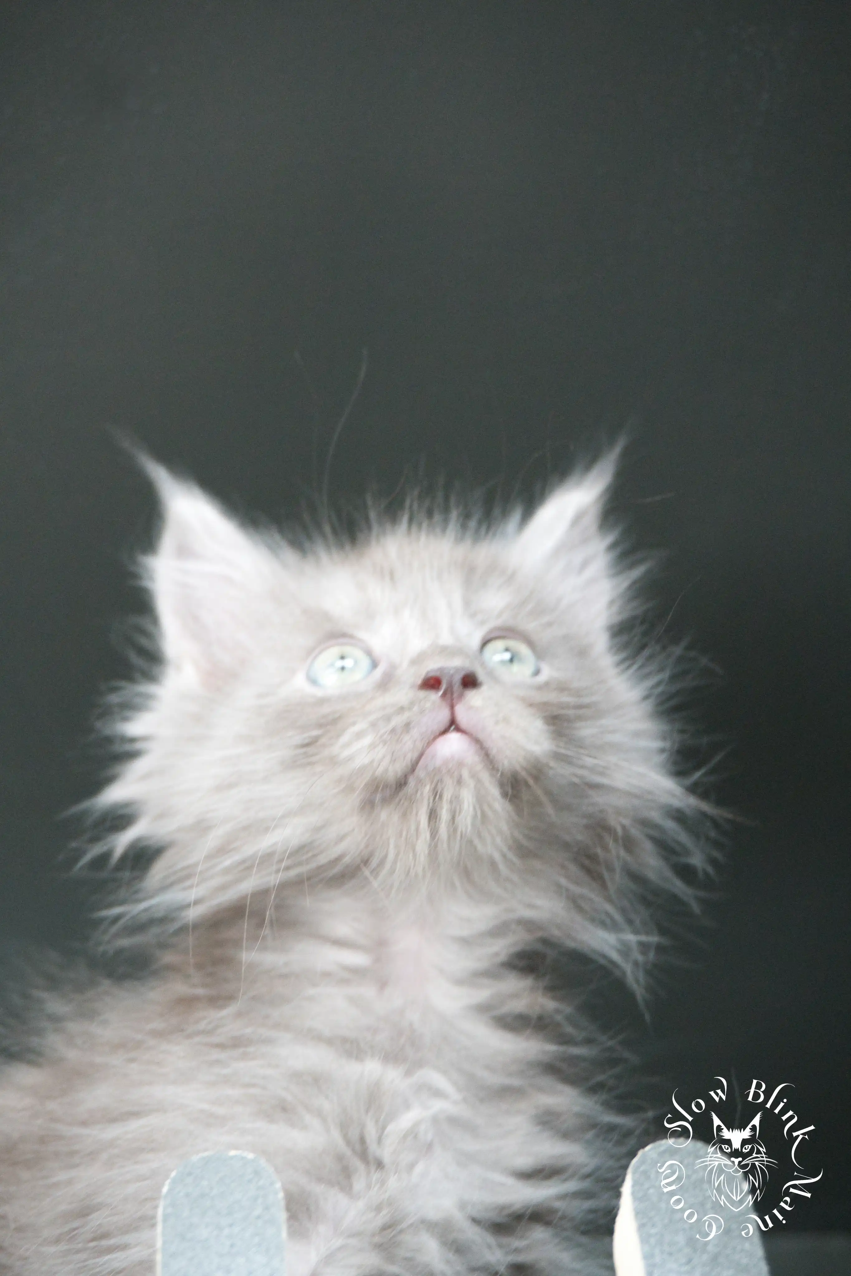 blue smoke | maine coon kitten | ems code as | slowblinkmainecoons Blue Smoke Maine Coon Kittens > blue smoke | maine coon kitten | ems code as | slowblinkmainecoons | 536