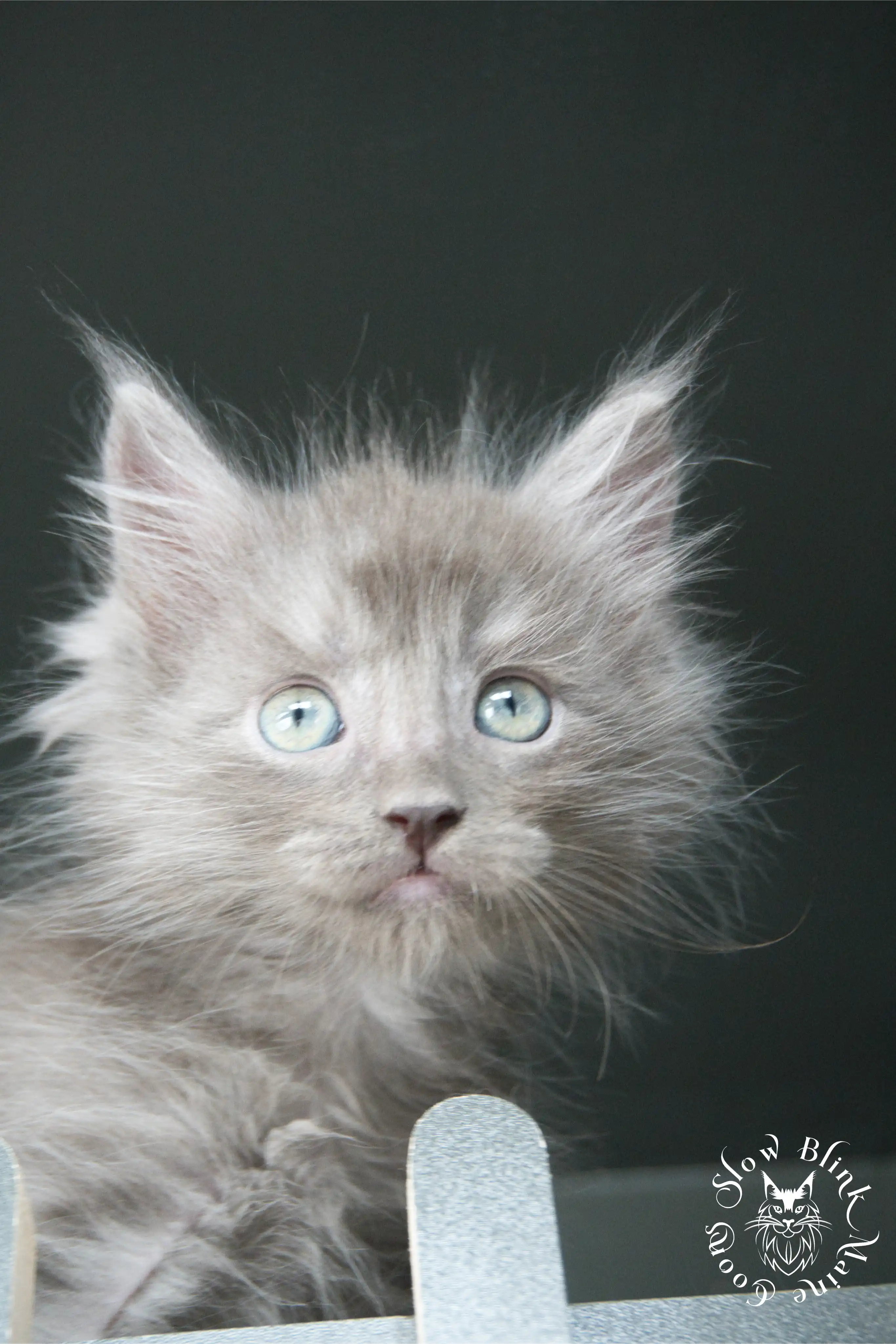 blue smoke | maine coon kitten | ems code as | slowblinkmainecoons Blue Smoke Maine Coon Kittens > blue smoke | maine coon kitten | ems code as | slowblinkmainecoons | 537