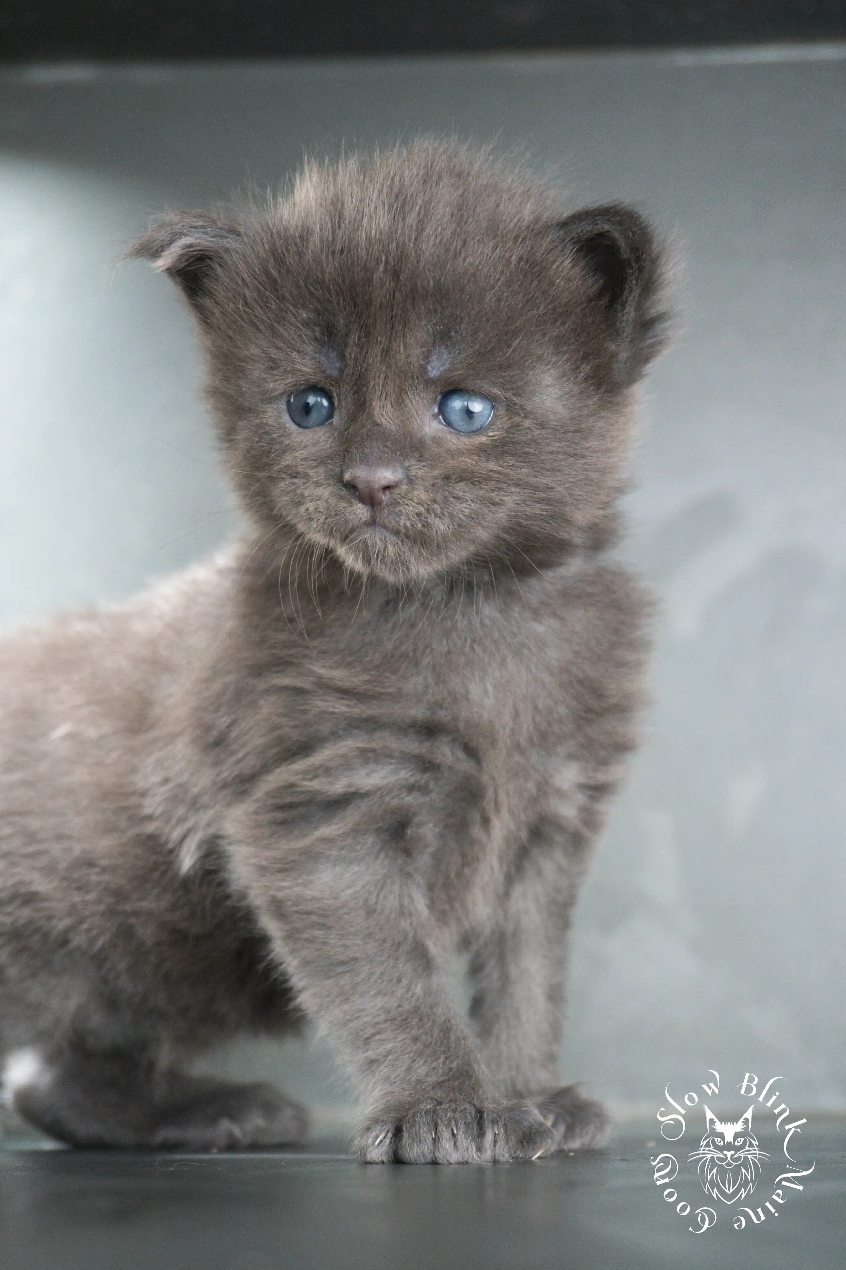 blue smoke | maine coon kitten | ems code as | slowblinkmainecoons Blue Smoke Maine Coon Kittens > blue smoke | maine coon kitten | ems code as | slowblinkmainecoons | 790