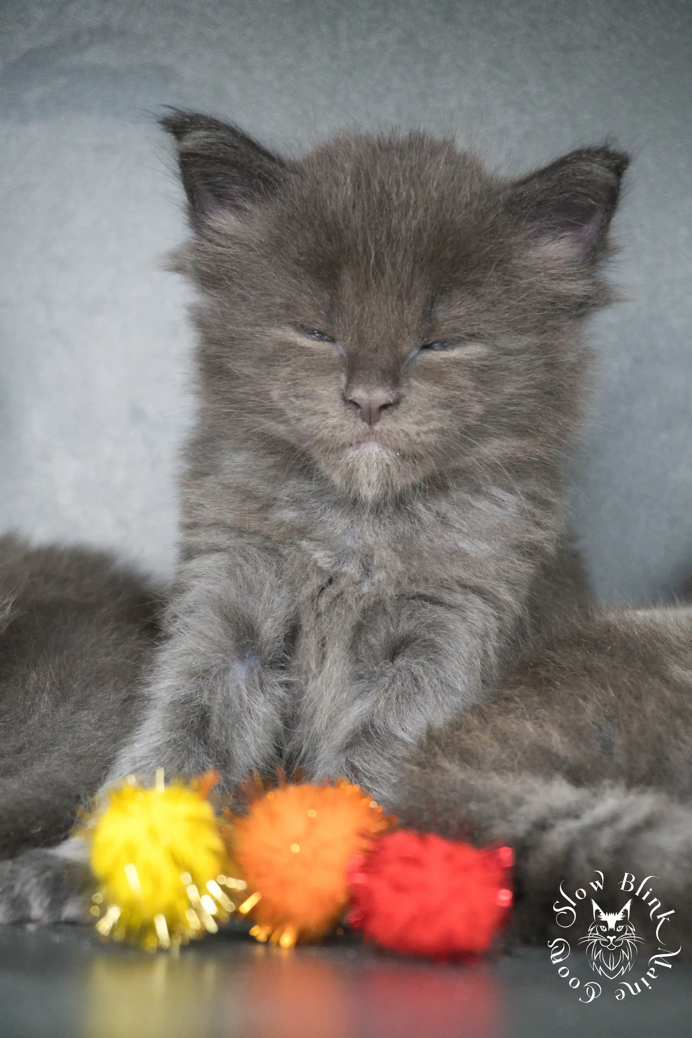 blue smoke | maine coon kitten | ems code as | slowblinkmainecoons Blue Smoke Maine Coon Kittens > blue smoke | maine coon kitten | ems code as | slowblinkmainecoons | 829