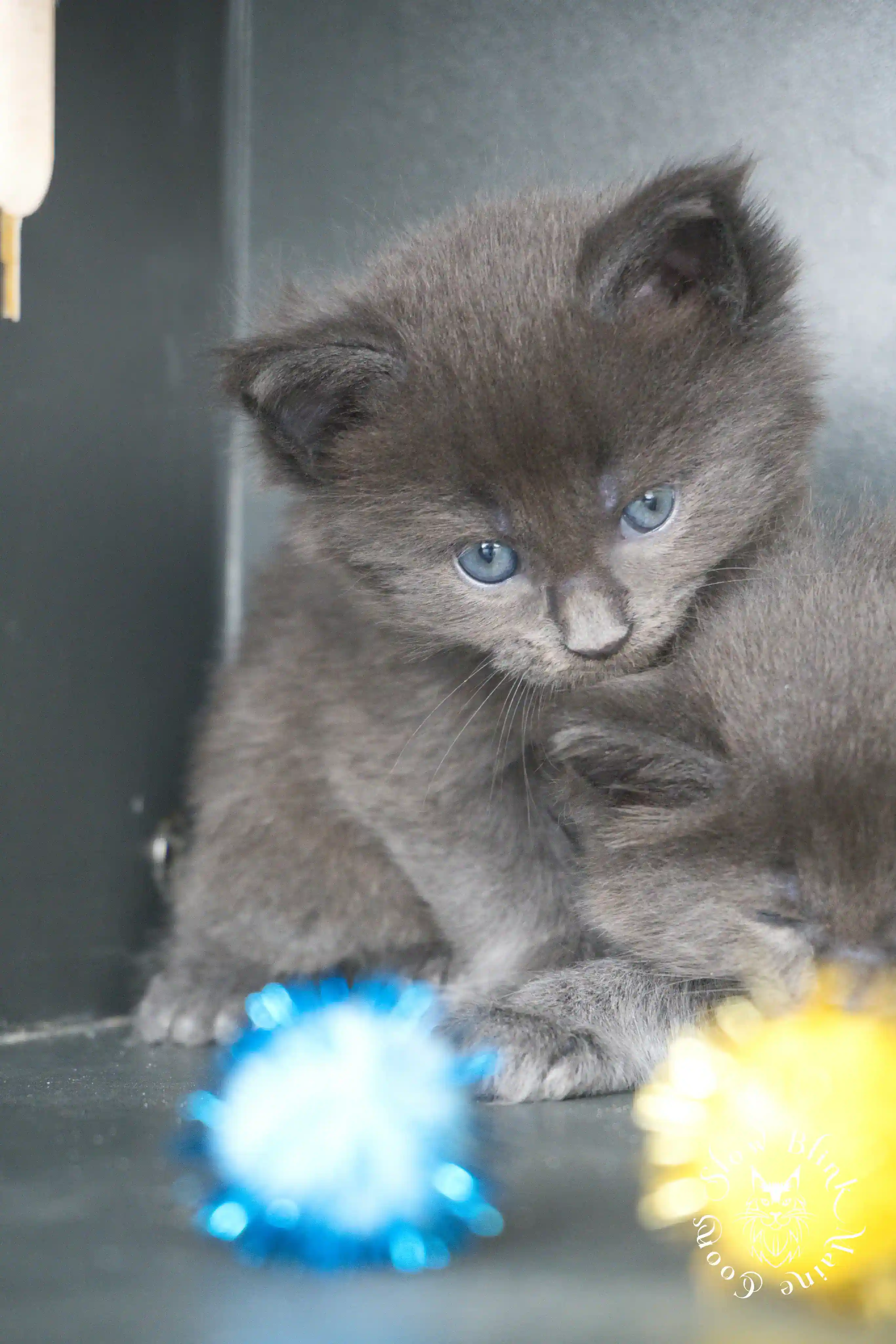 blue smoke | maine coon kitten | ems code as | slowblinkmainecoons Blue Smoke Maine Coon Kittens > blue smoke | maine coon kitten | ems code as | slowblinkmainecoons | 831