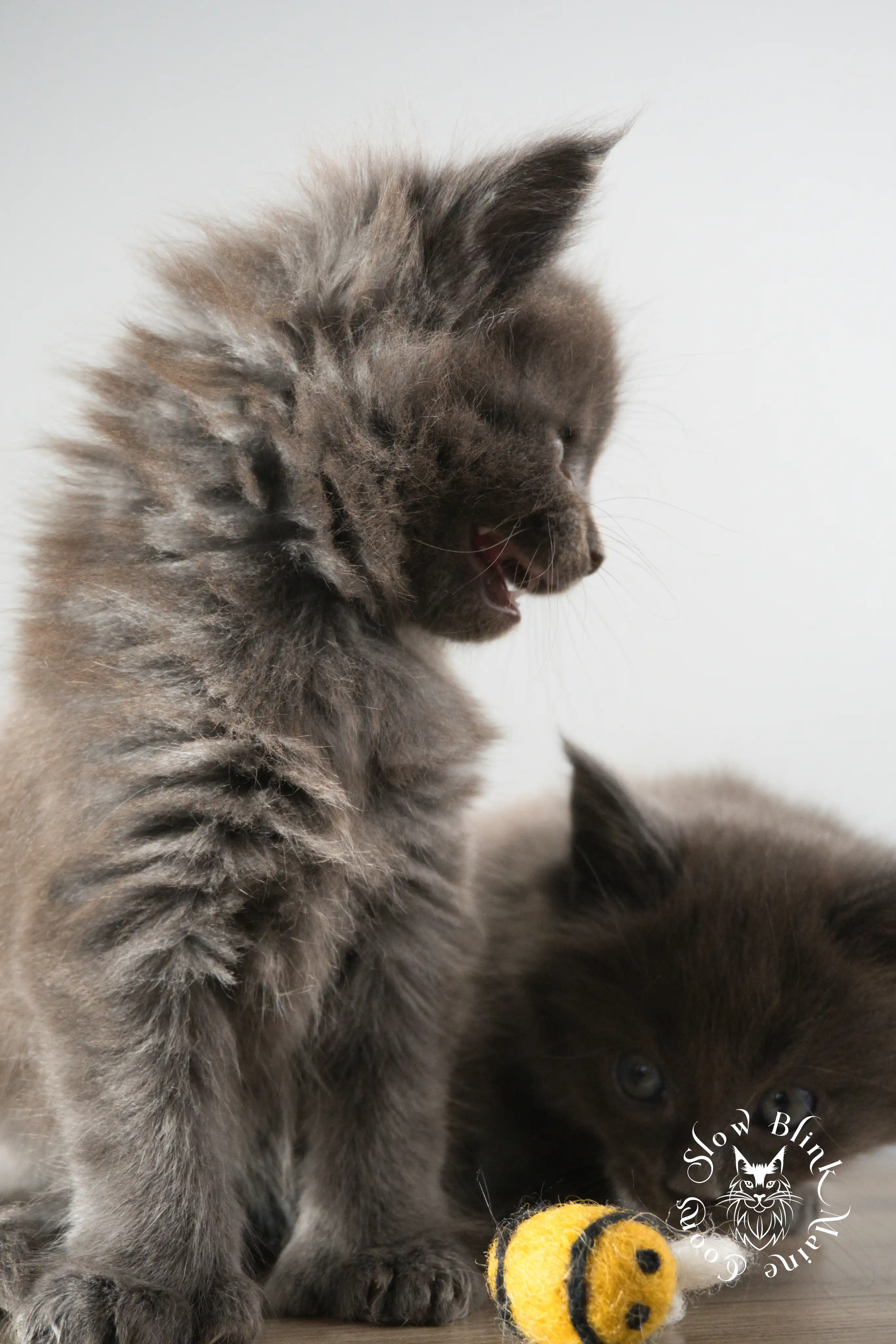 blue smoke | maine coon kitten | ems code as | slowblinkmainecoons Blue Smoke Maine Coon Kittens > blue smoke | maine coon kitten | ems code as | slowblinkmainecoons | 887