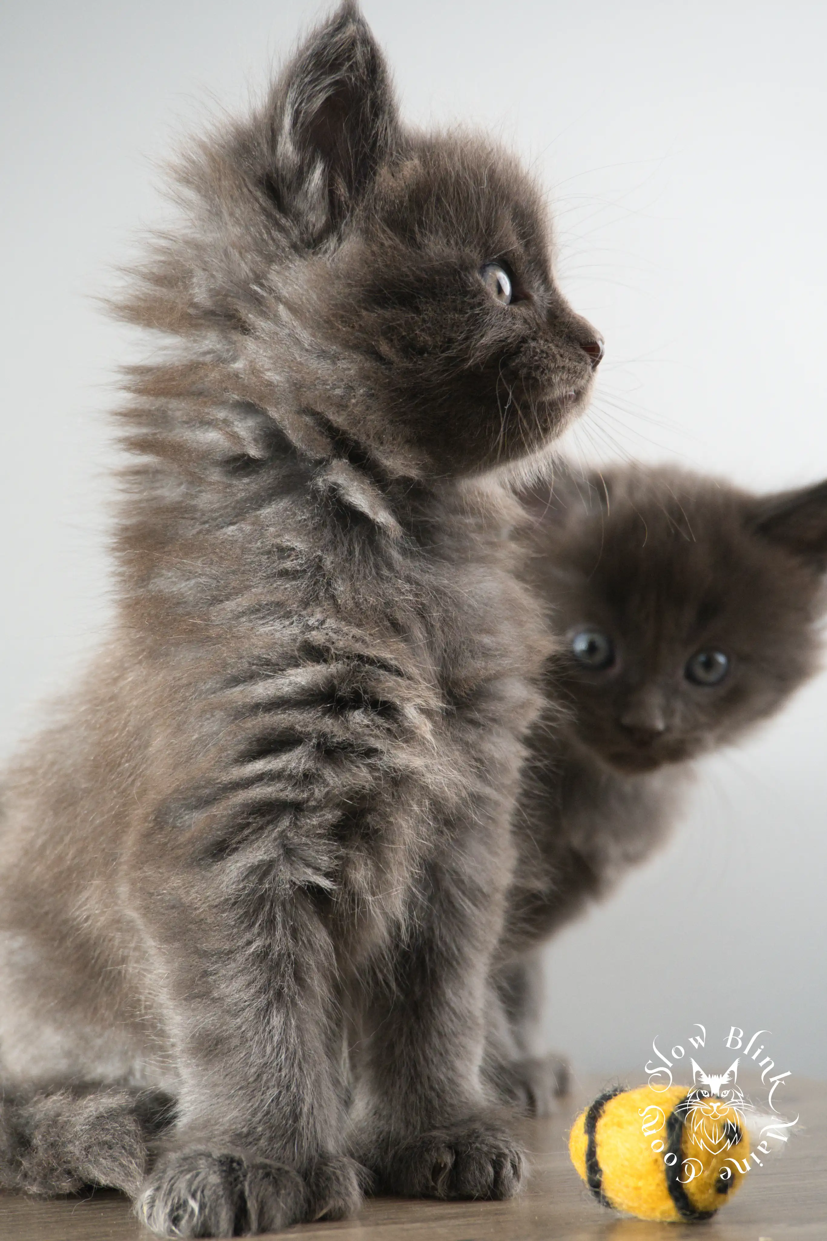 blue smoke | maine coon kitten | ems code as | slowblinkmainecoons Blue Smoke Maine Coon Kittens > blue smoke | maine coon kitten | ems code as | slowblinkmainecoons | 888