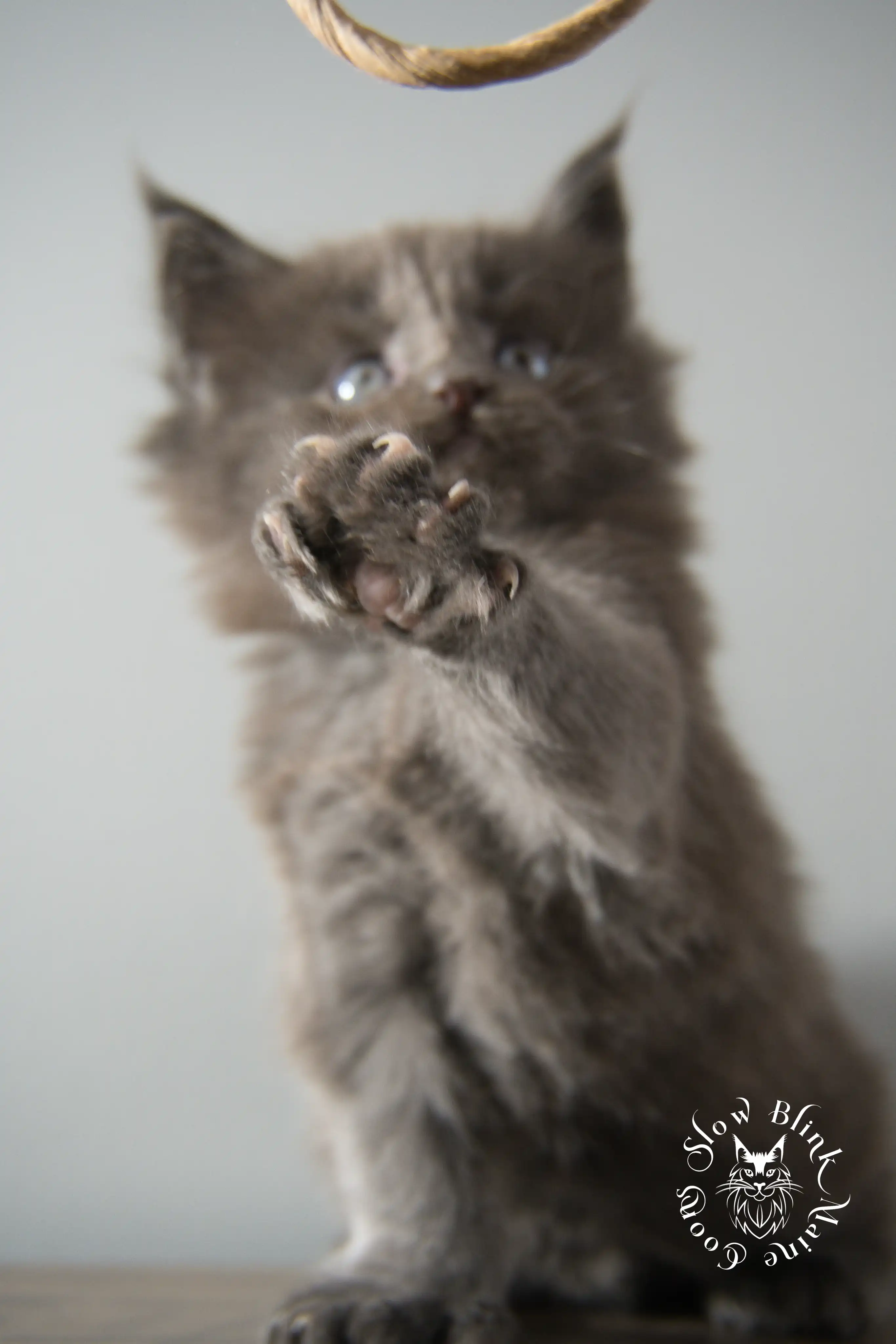 blue smoke | maine coon kitten | ems code as | slowblinkmainecoons Blue Smoke Maine Coon Kittens > blue smoke | maine coon kitten | ems code as | slowblinkmainecoons | 889
