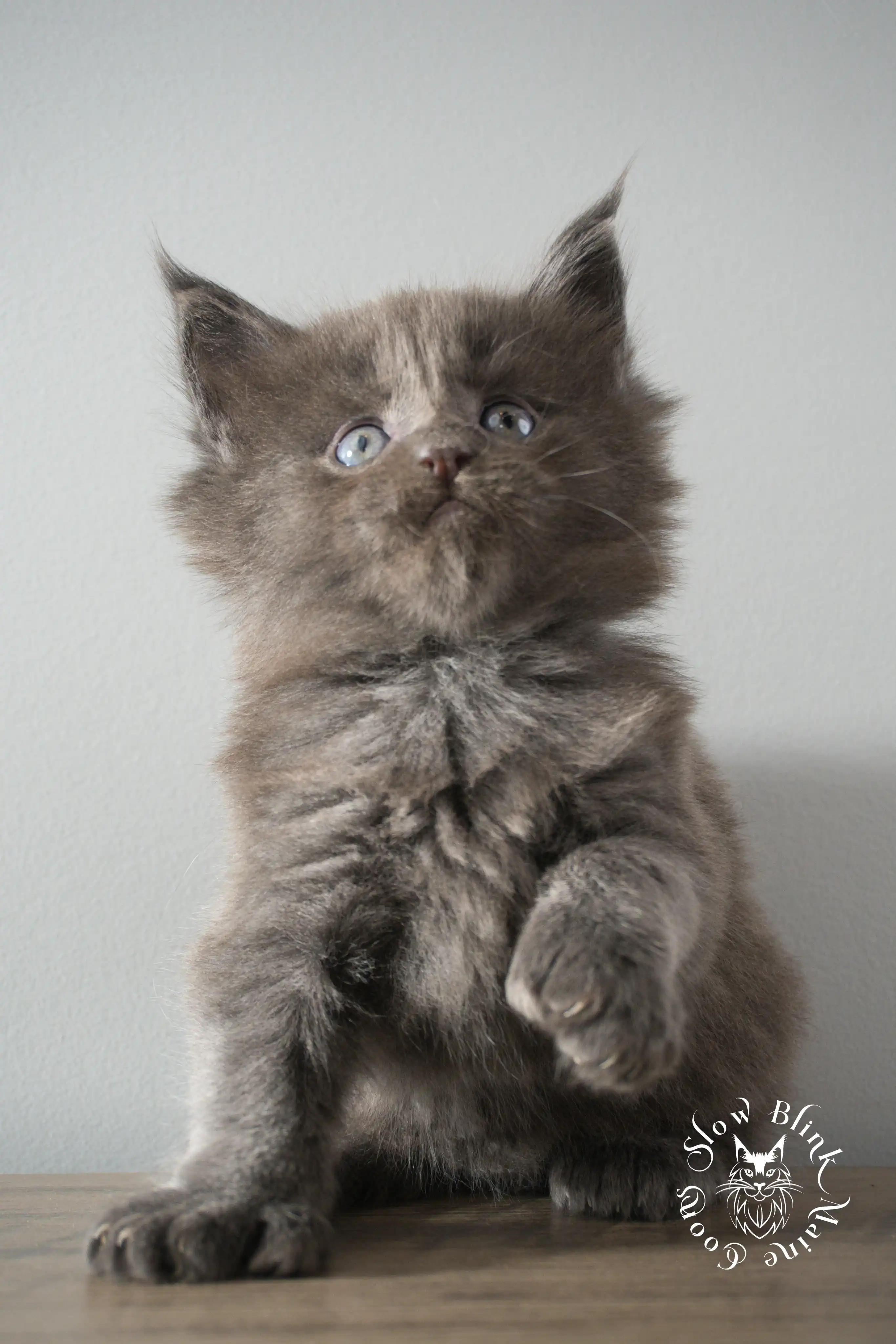 blue smoke | maine coon kitten | ems code as | slowblinkmainecoons Blue Smoke Maine Coon Kittens > blue smoke | maine coon kitten | ems code as | slowblinkmainecoons | 890