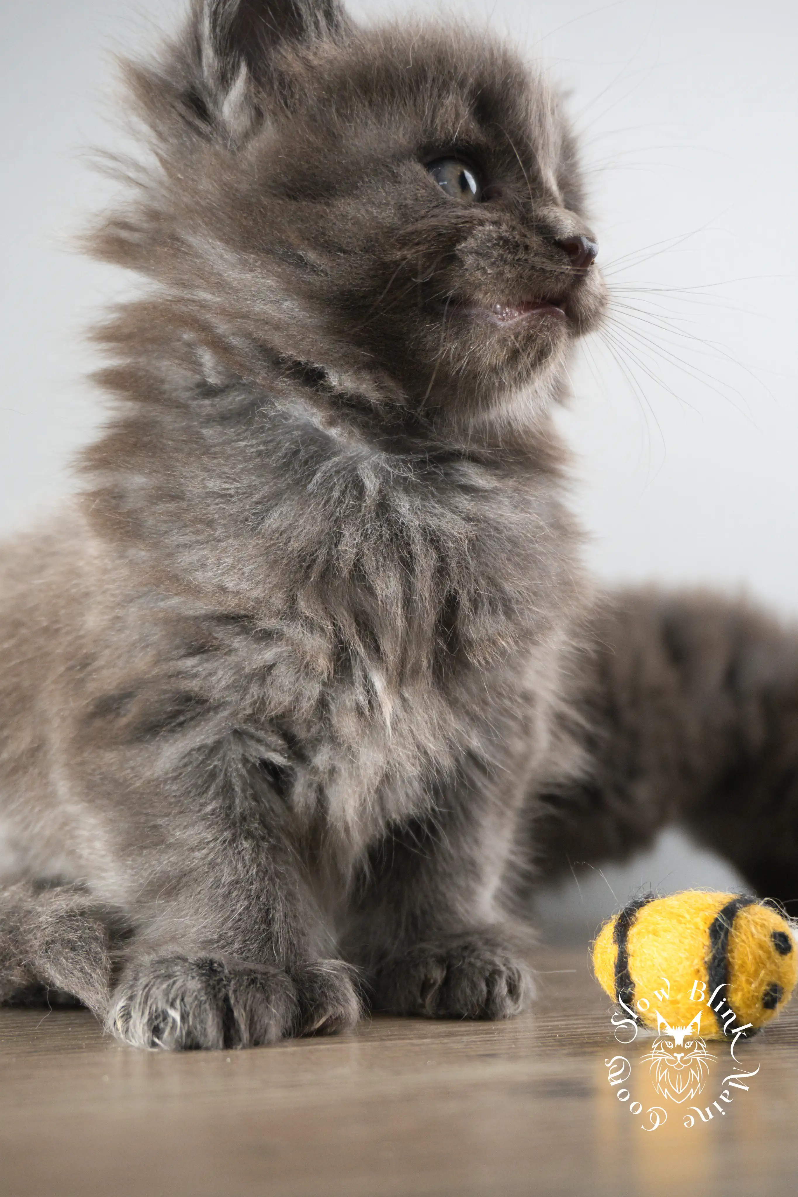 blue smoke | maine coon kitten | ems code as | slowblinkmainecoons Blue Smoke Maine Coon Kittens > blue smoke | maine coon kitten | ems code as | slowblinkmainecoons | 891