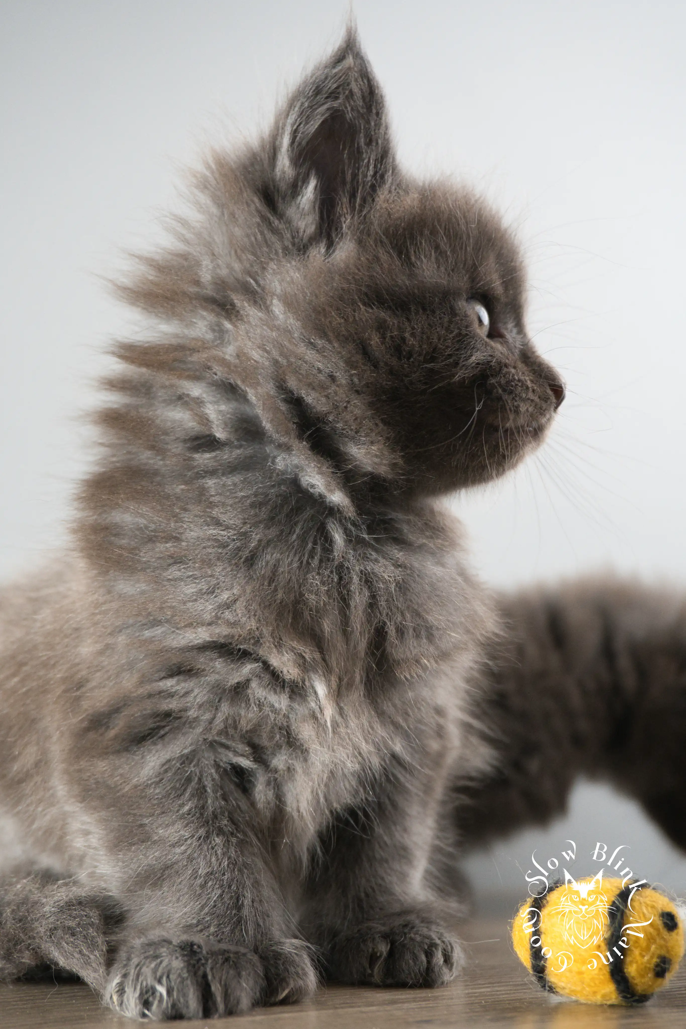 blue smoke | maine coon kitten | ems code as | slowblinkmainecoons Blue Smoke Maine Coon Kittens > blue smoke | maine coon kitten | ems code as | slowblinkmainecoons | 892