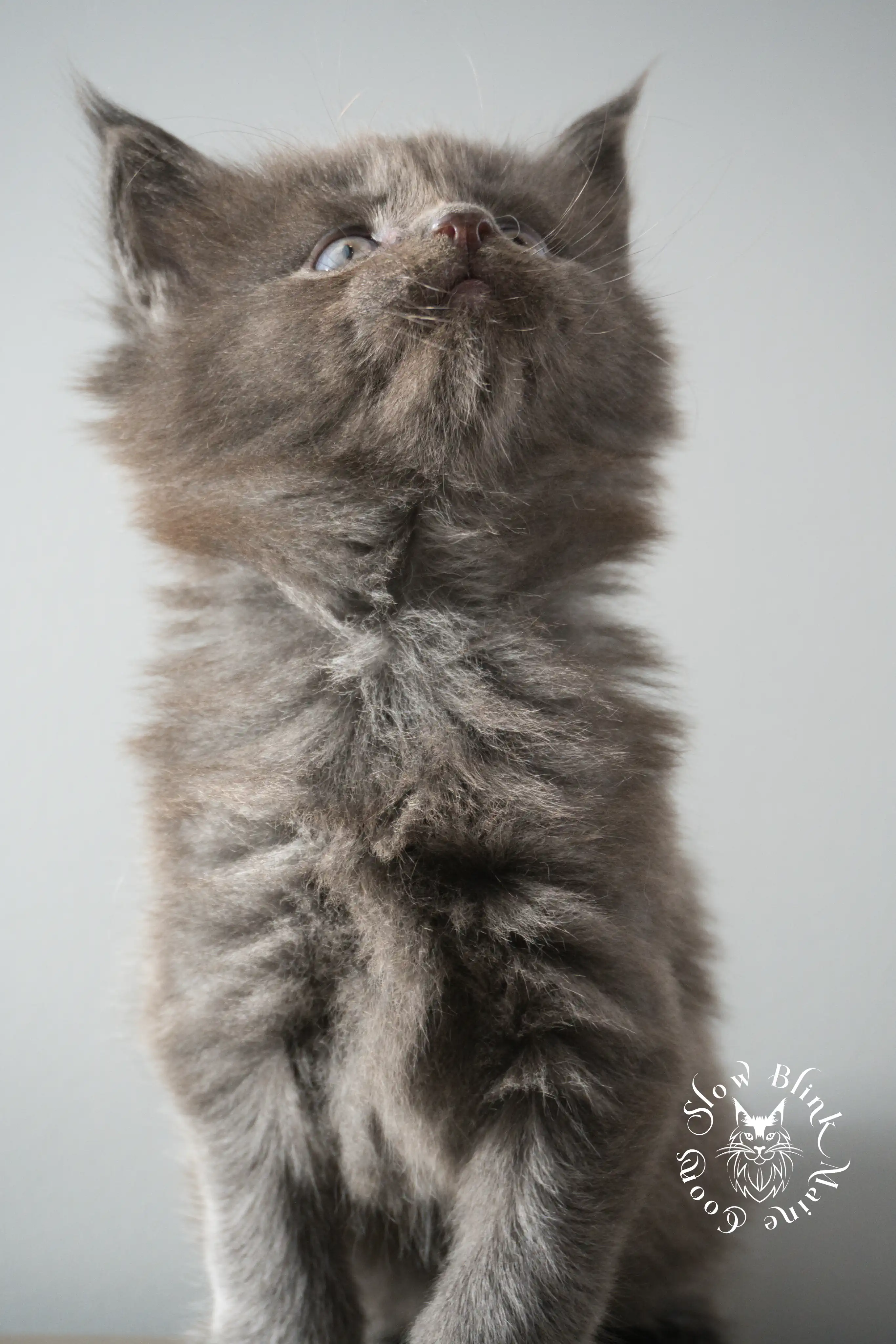 blue smoke | maine coon kitten | ems code as | slowblinkmainecoons Blue Smoke Maine Coon Kittens > blue smoke | maine coon kitten | ems code as | slowblinkmainecoons | 893