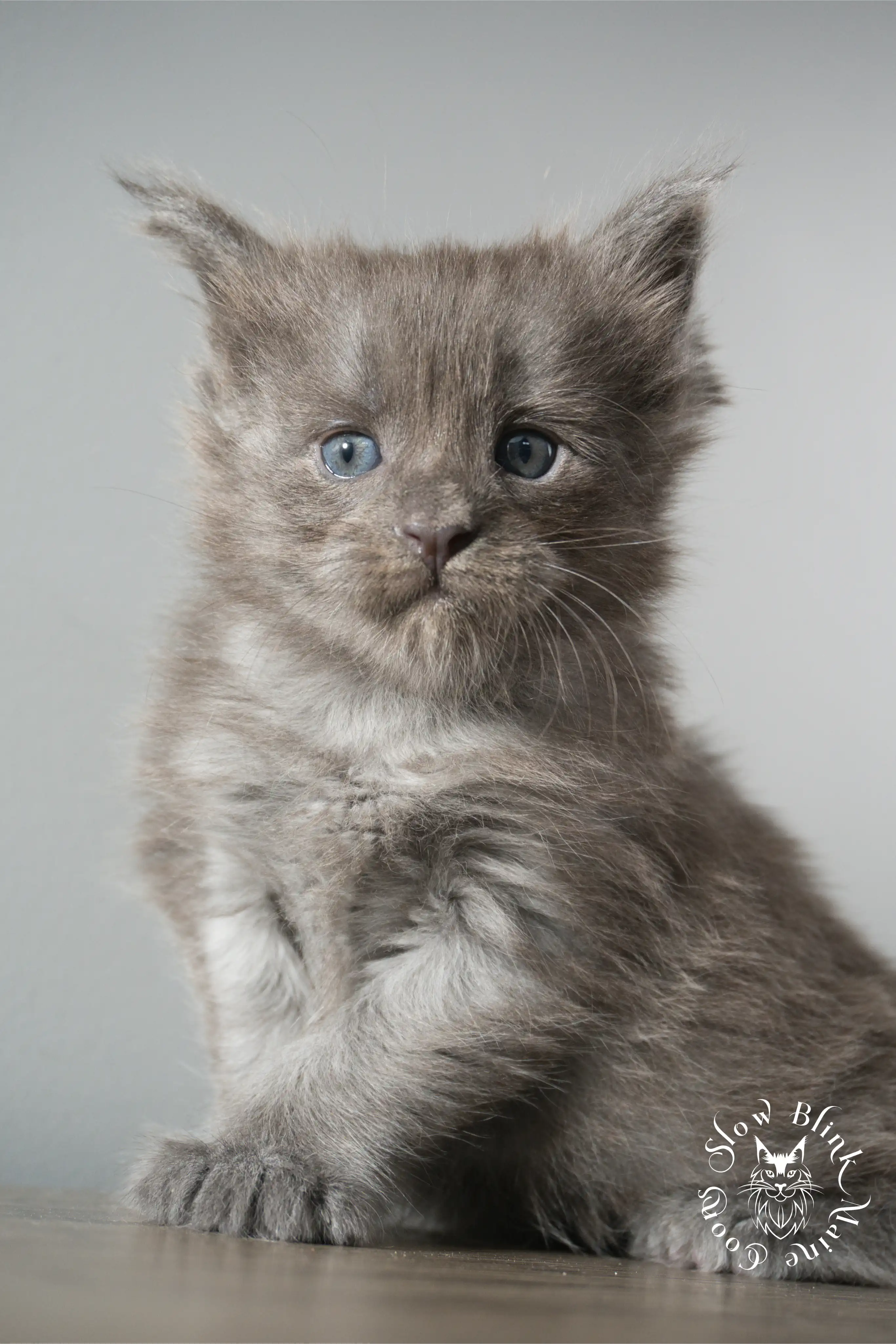 blue smoke | maine coon kitten | ems code as | slowblinkmainecoons Blue Smoke Maine Coon Kittens > blue smoke | maine coon kitten | ems code as | slowblinkmainecoons | 917