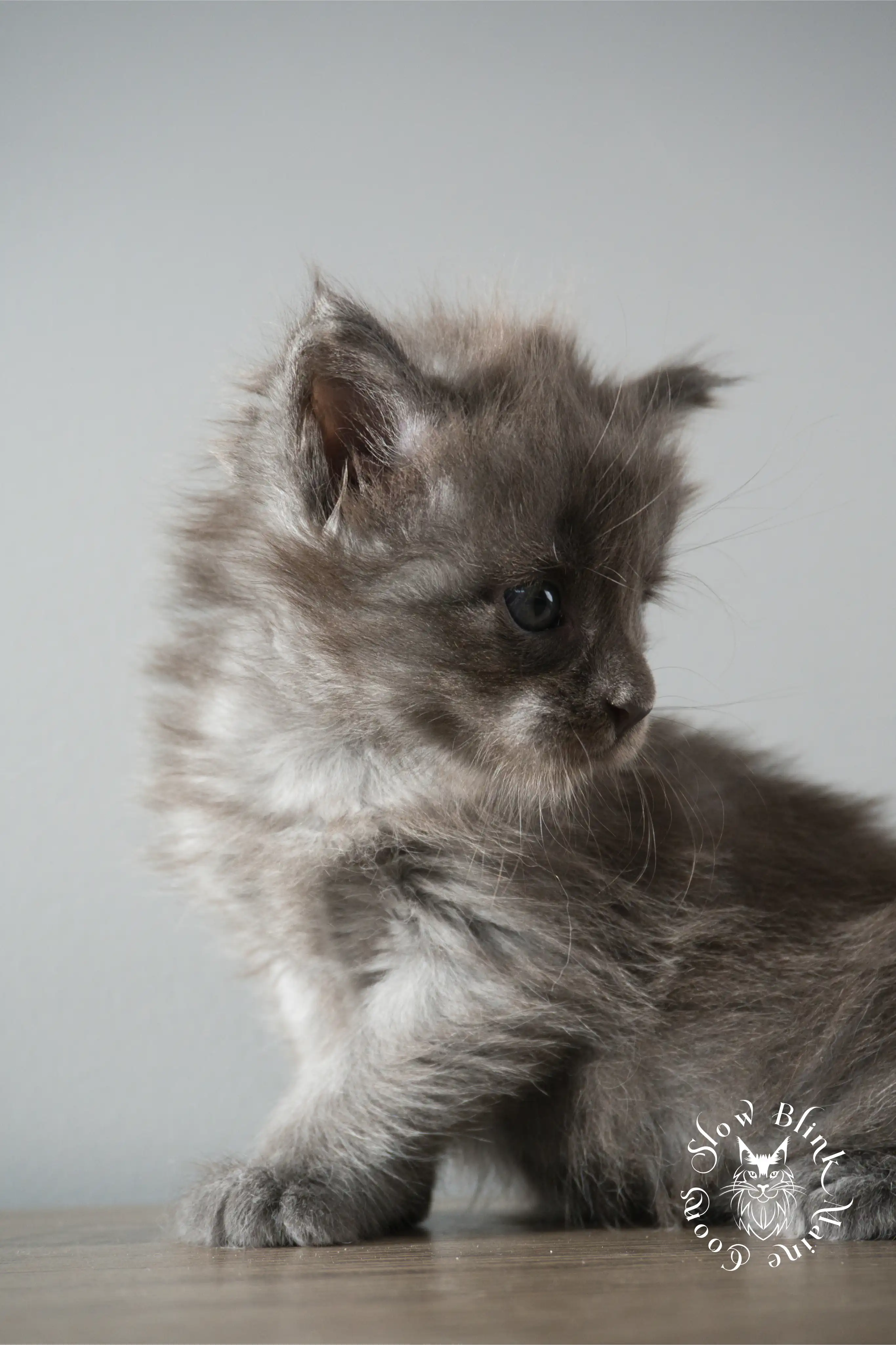 blue smoke | maine coon kitten | ems code as | slowblinkmainecoons Blue Smoke Maine Coon Kittens > blue smoke | maine coon kitten | ems code as | slowblinkmainecoons | 918