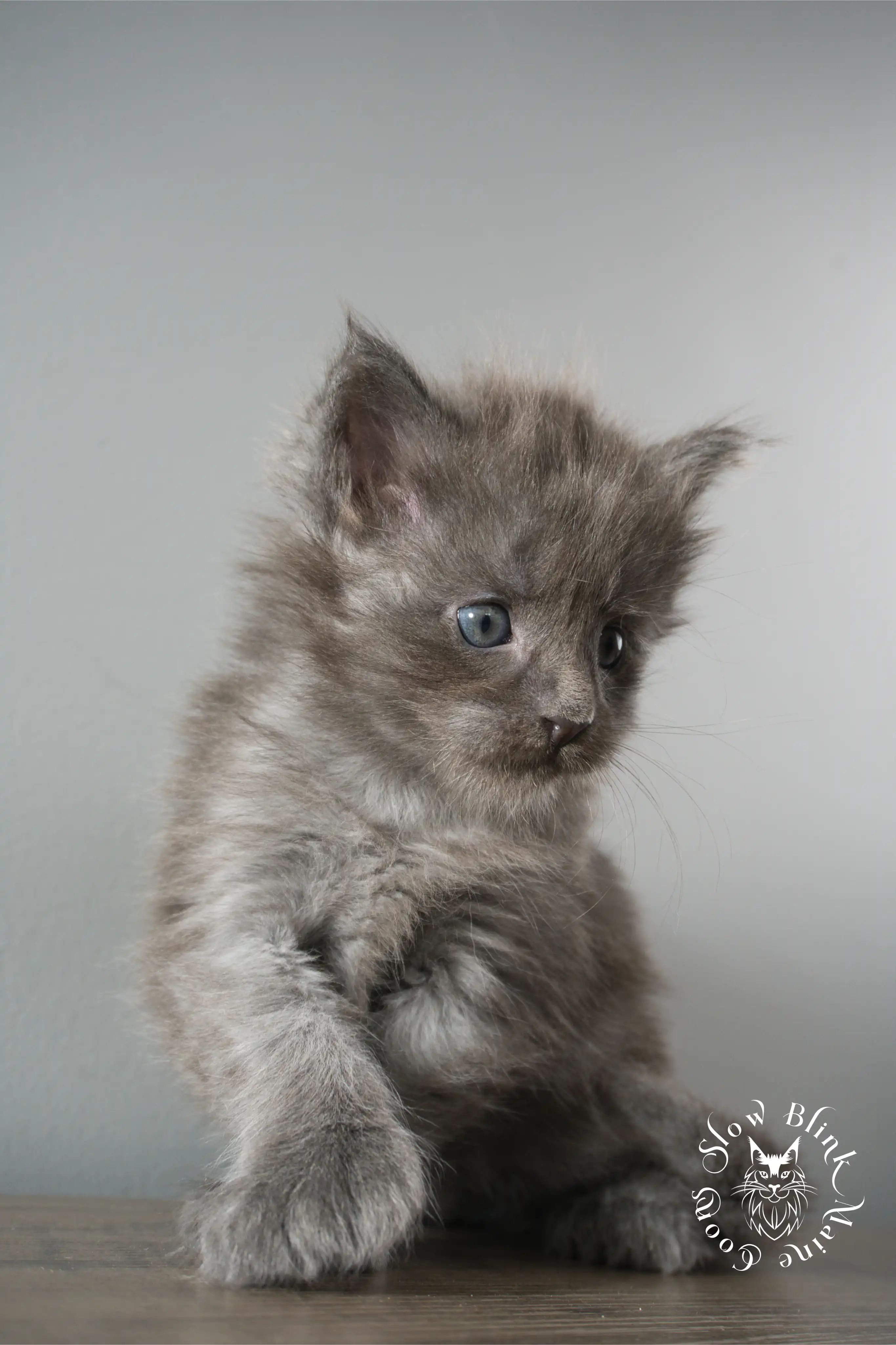 blue smoke | maine coon kitten | ems code as | slowblinkmainecoons Blue Smoke Maine Coon Kittens > blue smoke | maine coon kitten | ems code as | slowblinkmainecoons | 919