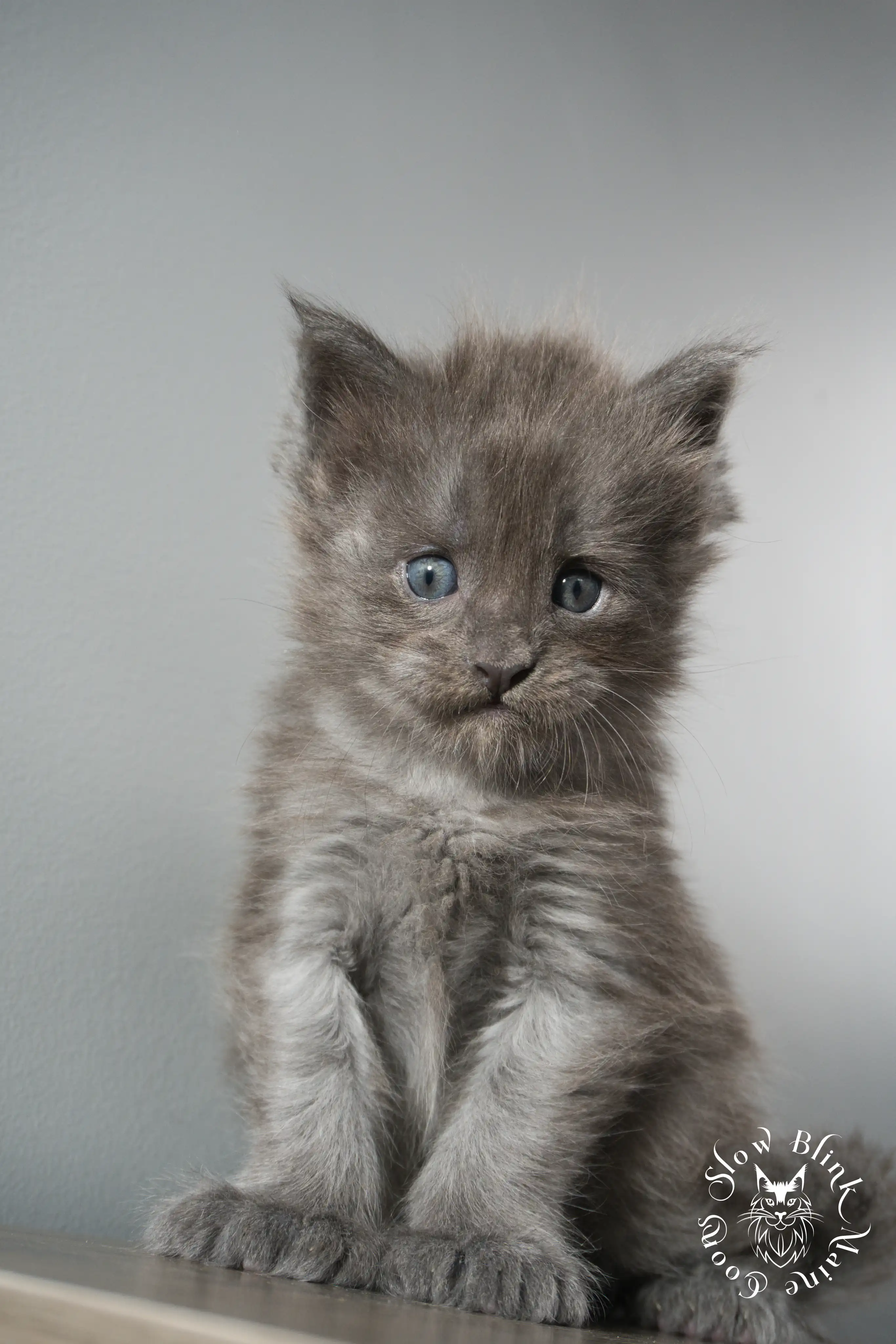 blue smoke | maine coon kitten | ems code as | slowblinkmainecoons Blue Smoke Maine Coon Kittens > blue smoke | maine coon kitten | ems code as | slowblinkmainecoons | 920