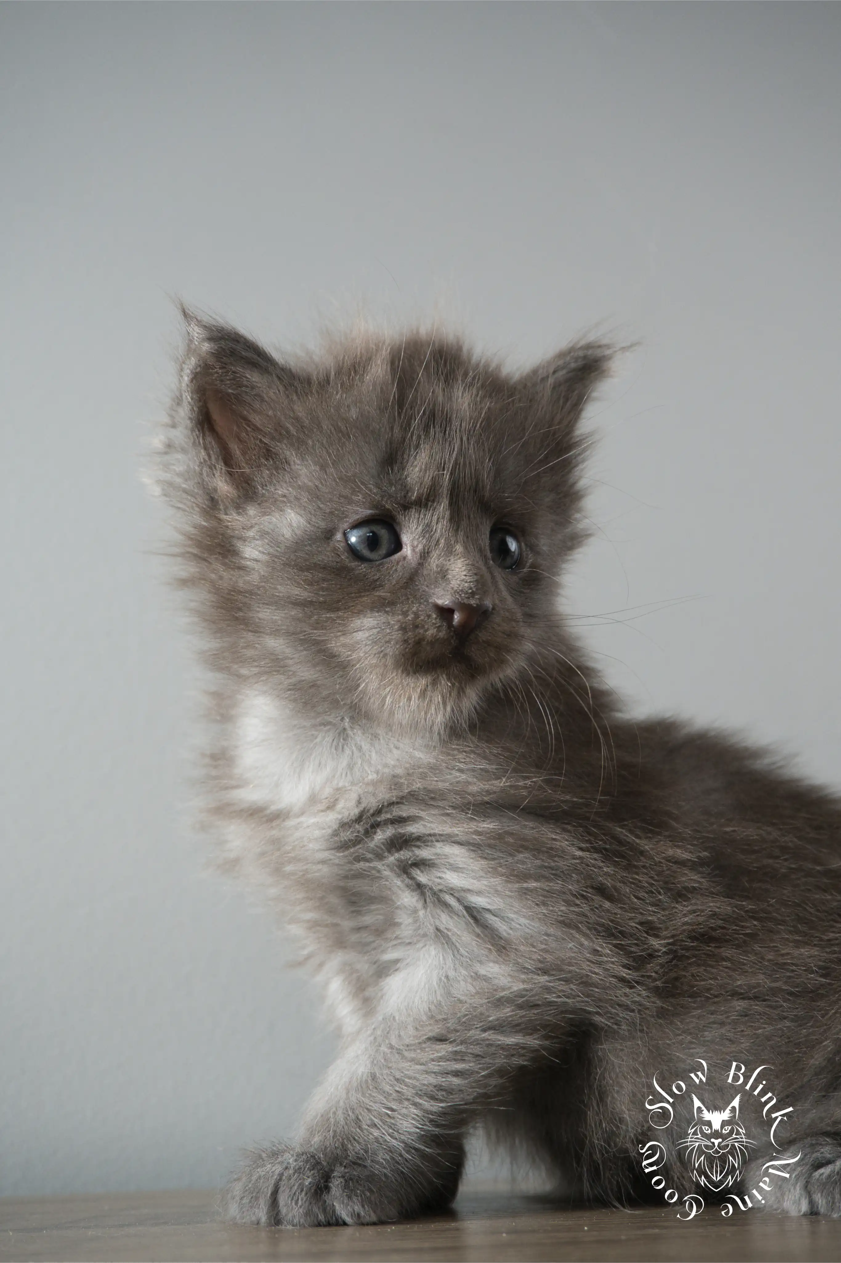 blue smoke | maine coon kitten | ems code as | slowblinkmainecoons Blue Smoke Maine Coon Kittens > blue smoke | maine coon kitten | ems code as | slowblinkmainecoons | 921