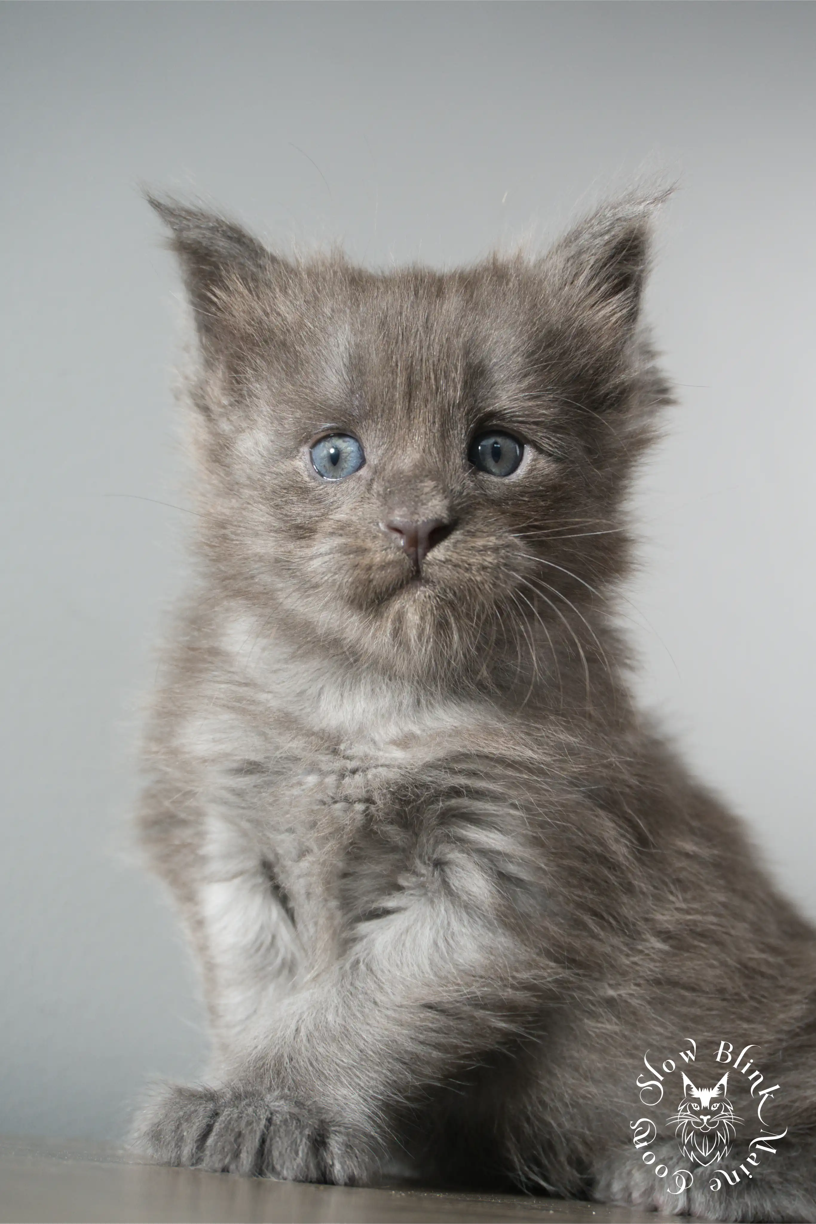 blue smoke | maine coon kitten | ems code as | slowblinkmainecoons Blue Smoke Maine Coon Kittens > blue smoke | maine coon kitten | ems code as | slowblinkmainecoons | 922