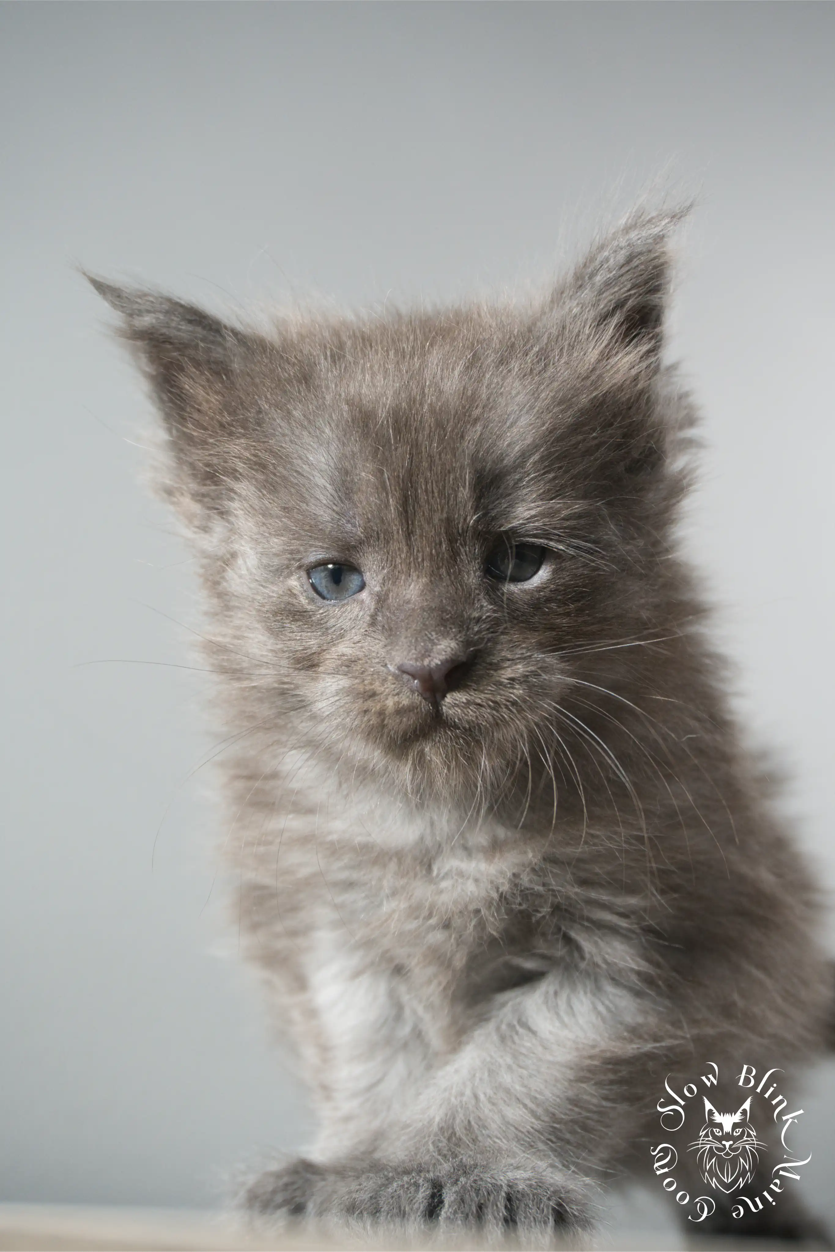 blue smoke | maine coon kitten | ems code as | slowblinkmainecoons Blue Smoke Maine Coon Kittens > blue smoke | maine coon kitten | ems code as | slowblinkmainecoons | 923