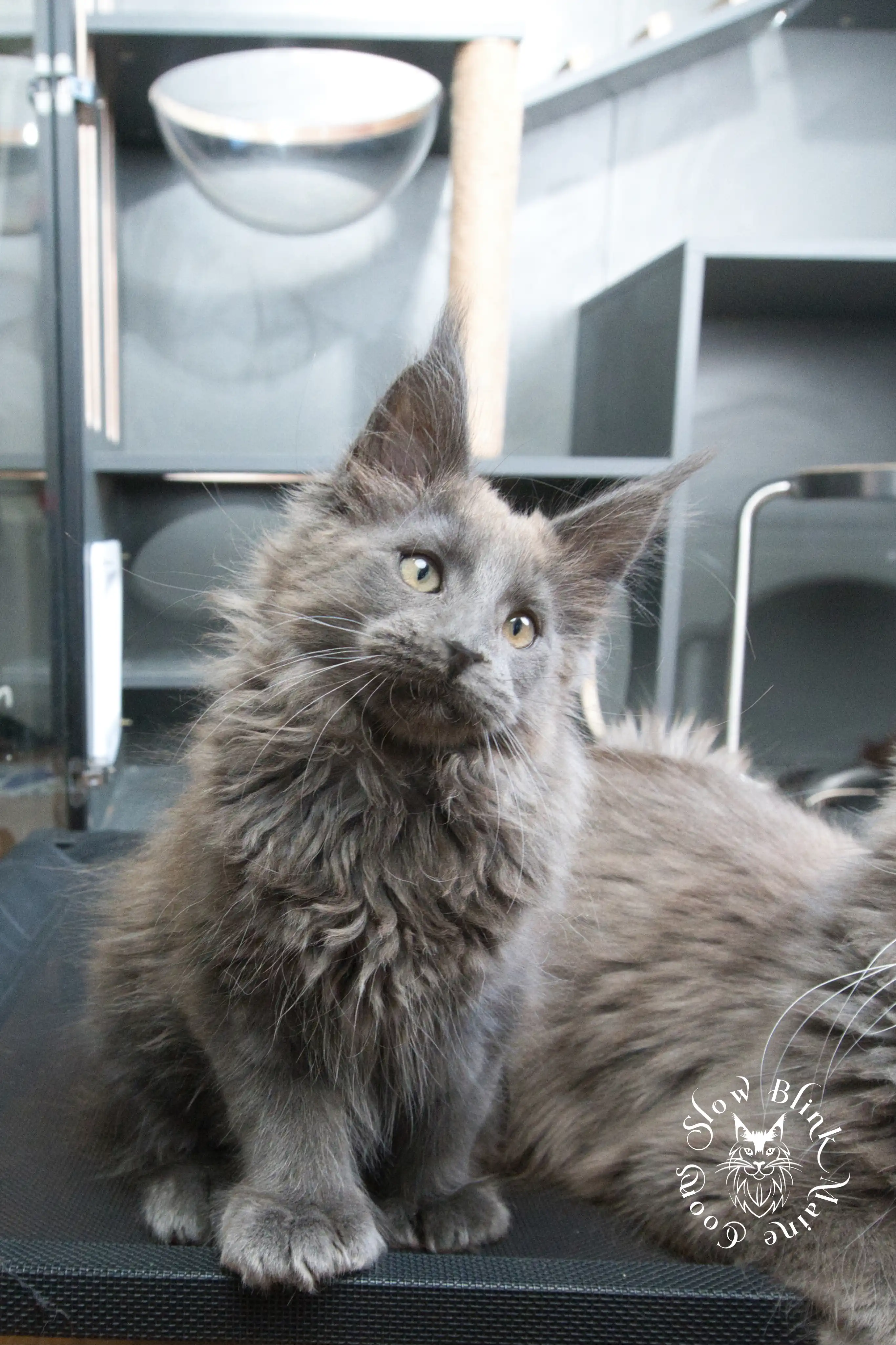 blue smoke | maine coon kitten | ems code as | slowblinkmainecoons Blue Smoke Maine Coon Kittens > blue smoke | maine coon kitten | ems code as | slowblinkmainecoons | 933