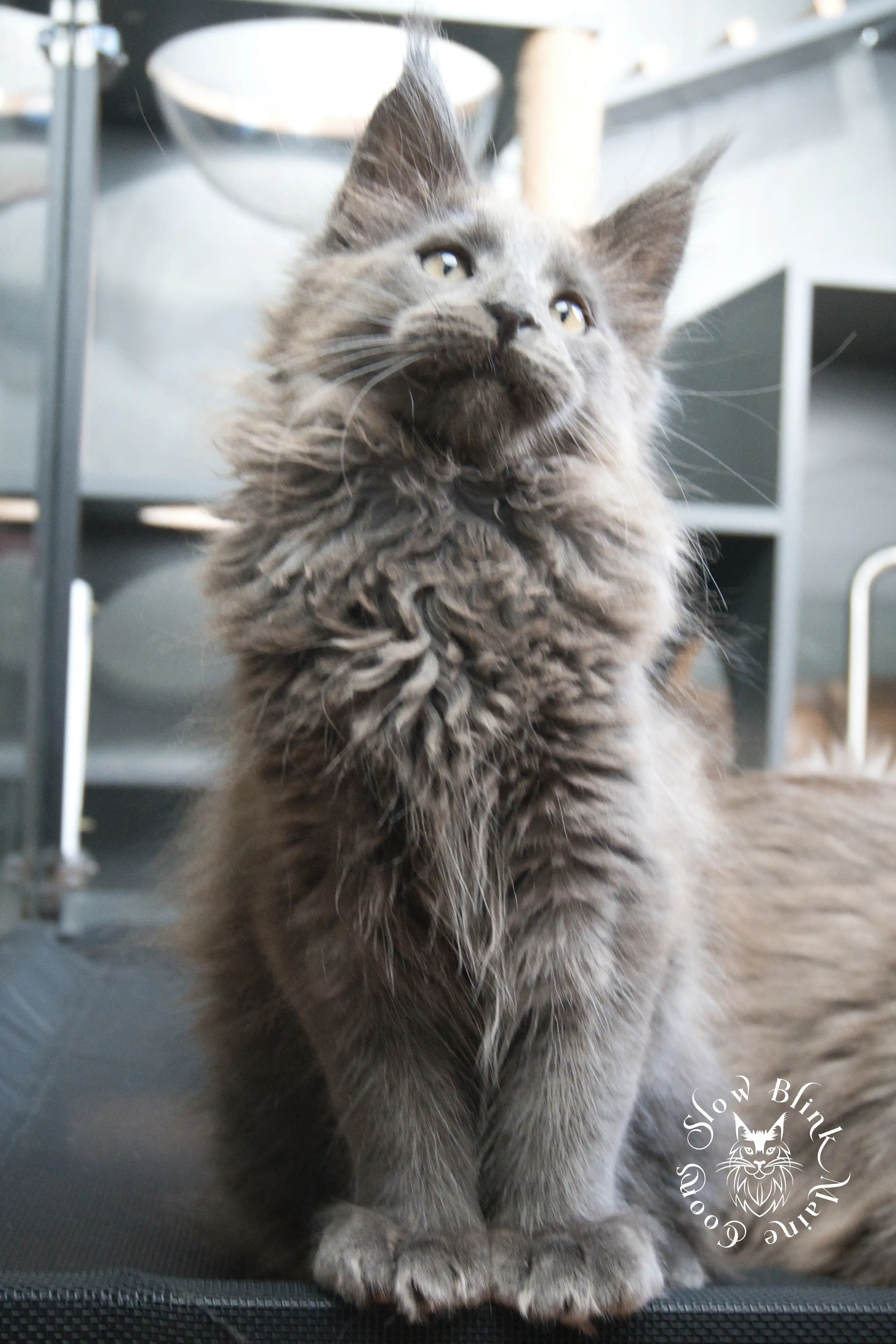 blue smoke | maine coon kitten | ems code as | slowblinkmainecoons Blue Smoke Maine Coon Kittens > blue smoke | maine coon kitten | ems code as | slowblinkmainecoons | 934