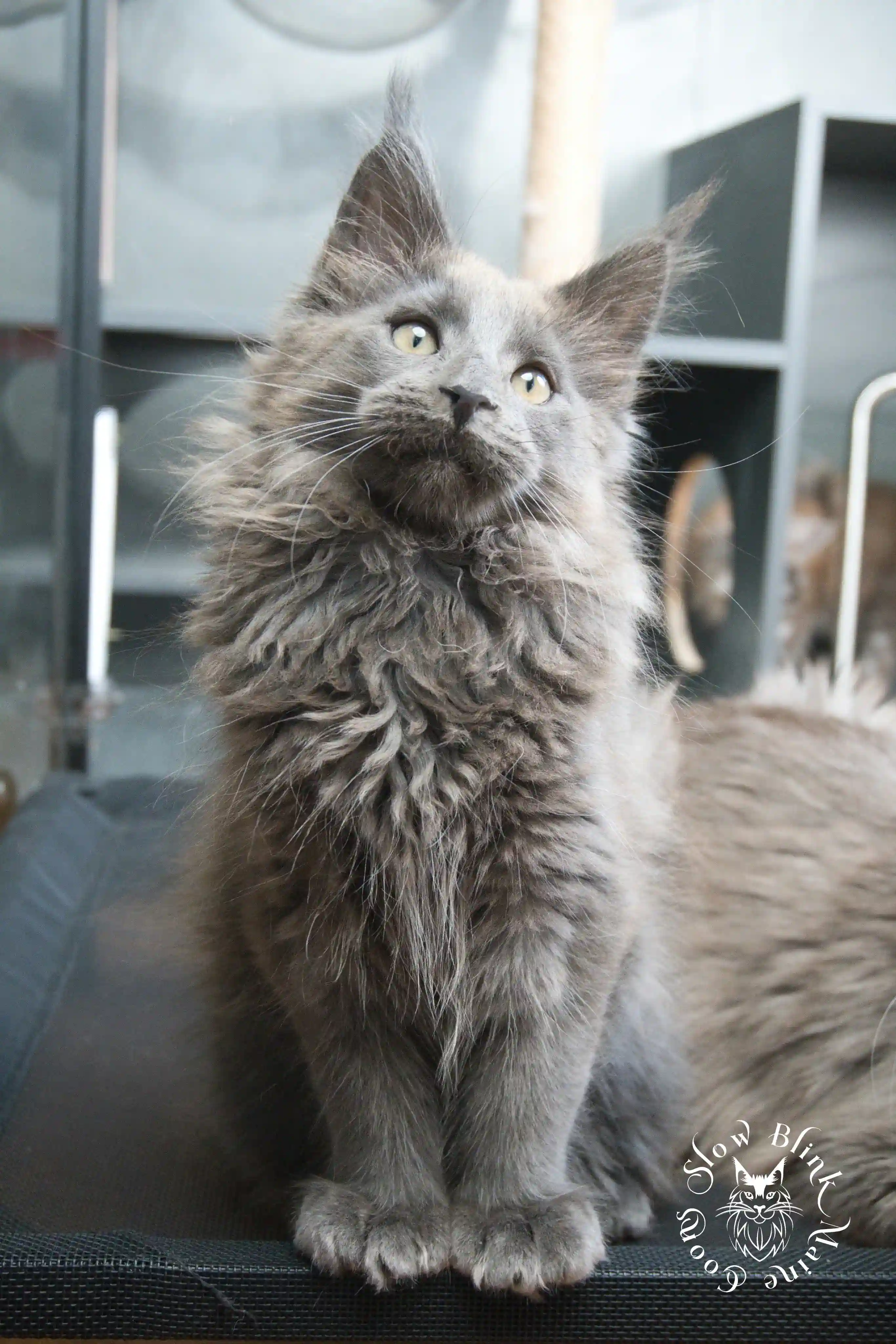 blue smoke | maine coon kitten | ems code as | slowblinkmainecoons Blue Smoke Maine Coon Kittens > blue smoke | maine coon kitten | ems code as | slowblinkmainecoons | 935
