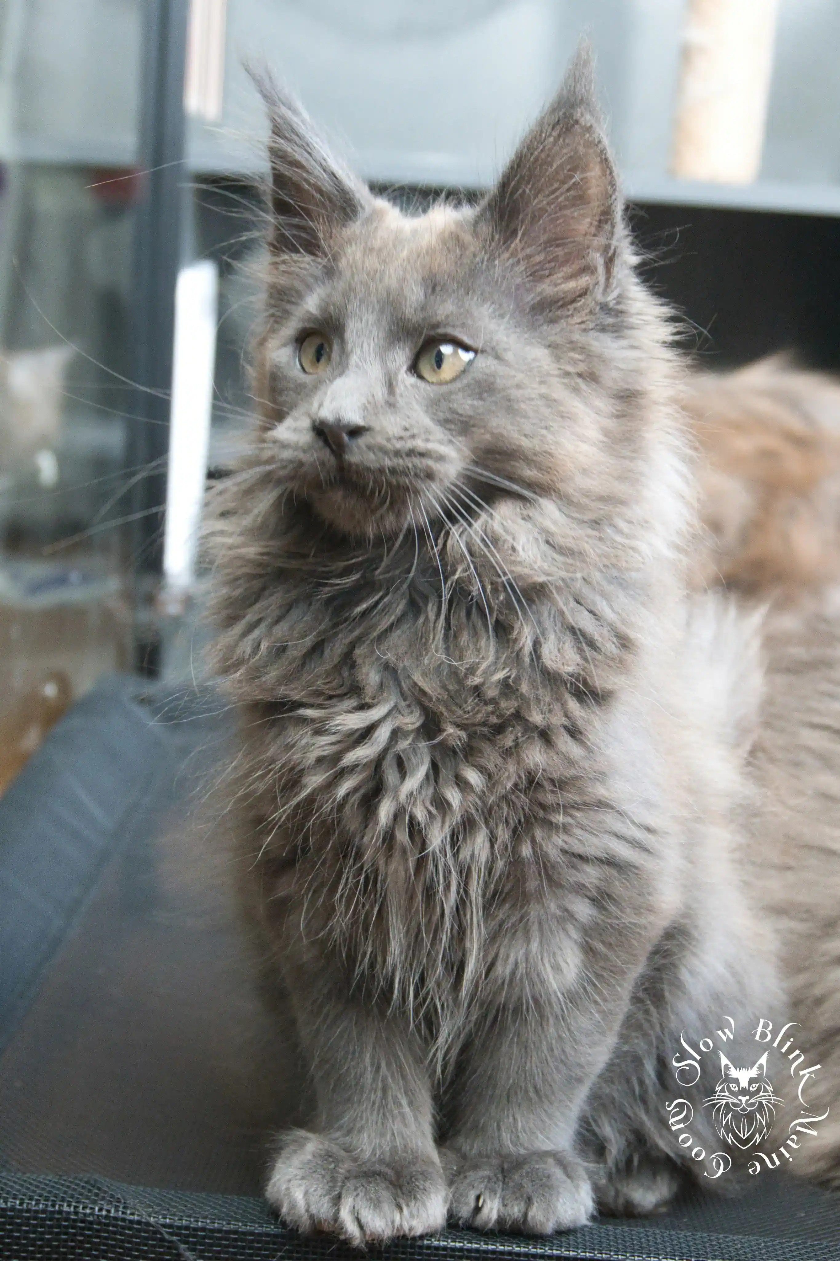 blue smoke | maine coon kitten | ems code as | slowblinkmainecoons Blue Smoke Maine Coon Kittens > blue smoke | maine coon kitten | ems code as | slowblinkmainecoons | 936