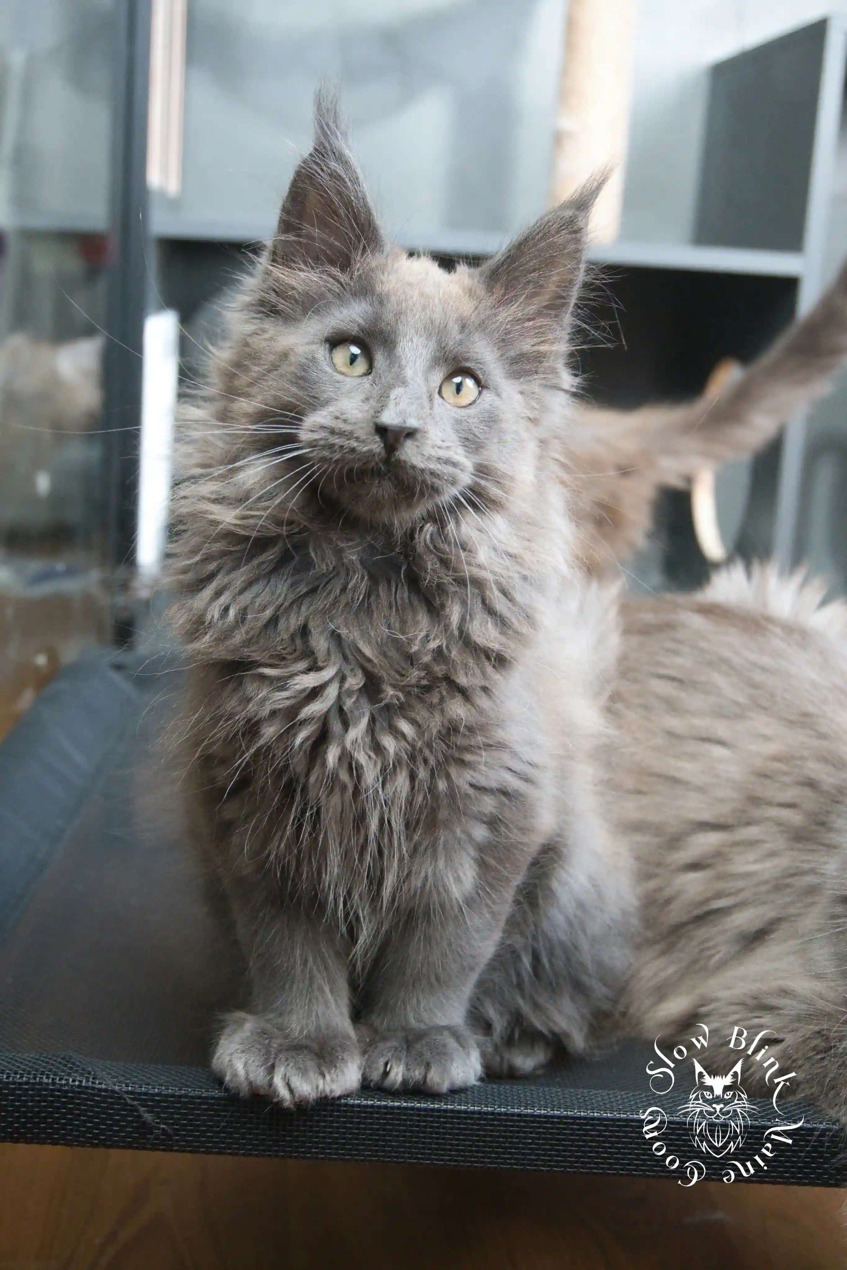 blue smoke | maine coon kitten | ems code as | slowblinkmainecoons Blue Smoke Maine Coon Kittens > blue smoke | maine coon kitten | ems code as | slowblinkmainecoons | 937