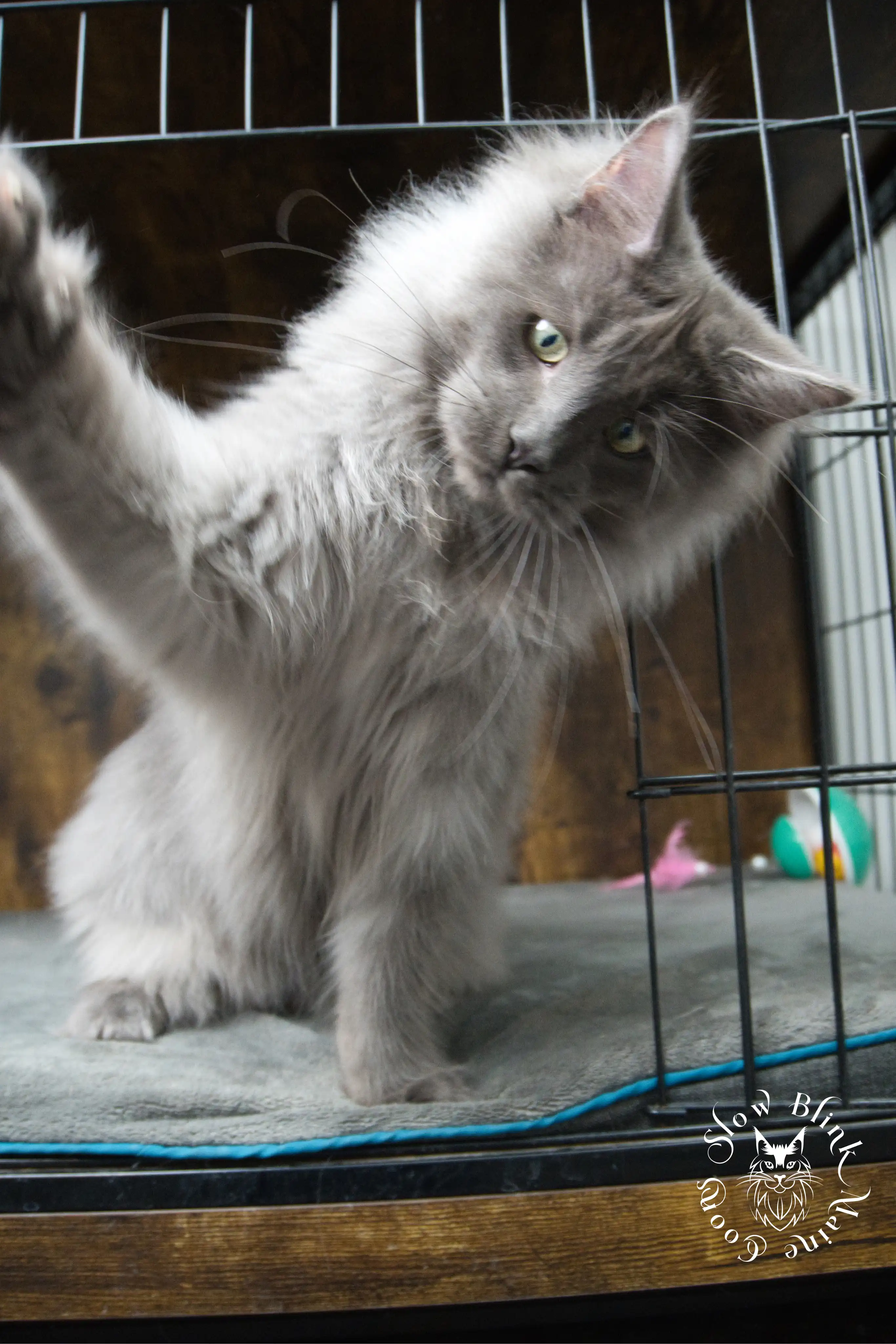 blue smoke | maine coon kitten | ems code as | slowblinkmainecoons Blue Smoke Maine Coon Kittens > blue smoke | maine coon kitten | ems code as | slowblinkmainecoons | 945