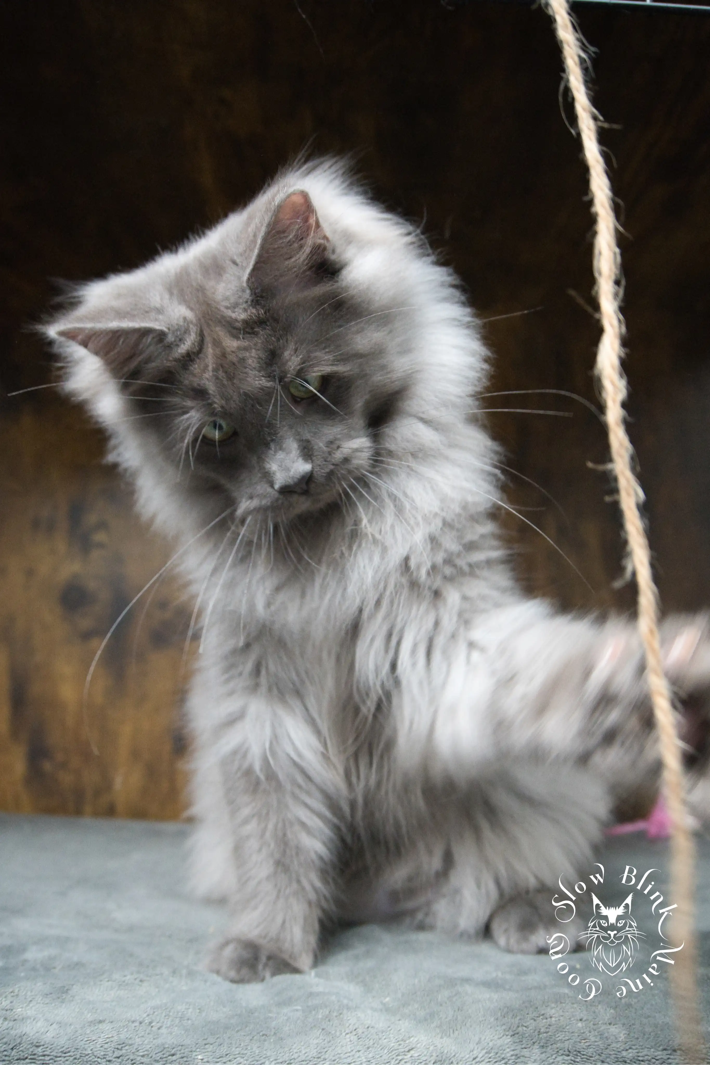 blue smoke | maine coon kitten | ems code as | slowblinkmainecoons Blue Smoke Maine Coon Kittens > blue smoke | maine coon kitten | ems code as | slowblinkmainecoons | 946