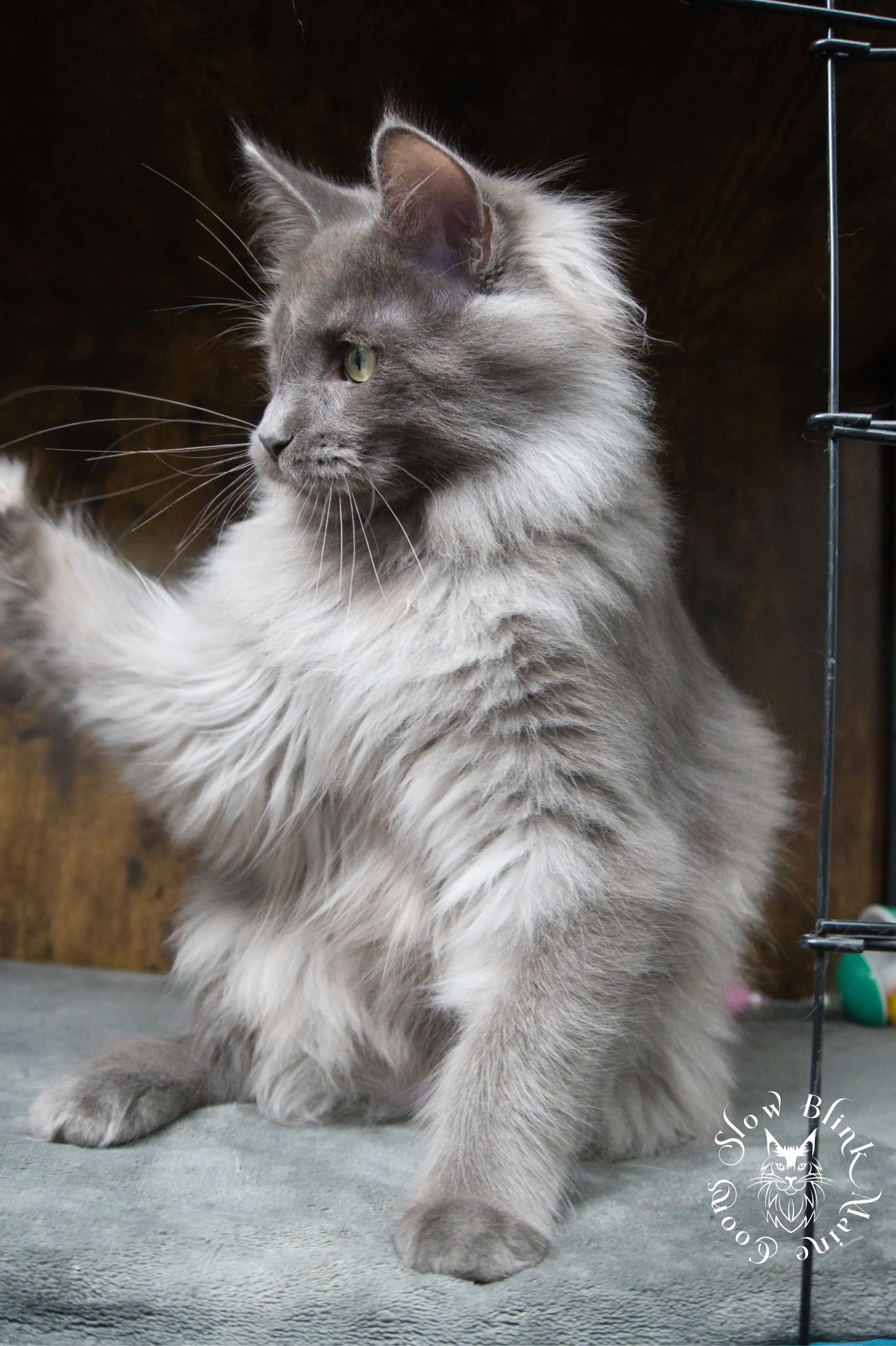 blue smoke | maine coon kitten | ems code as | slowblinkmainecoons Blue Smoke Maine Coon Kittens > blue smoke | maine coon kitten | ems code as | slowblinkmainecoons | 947