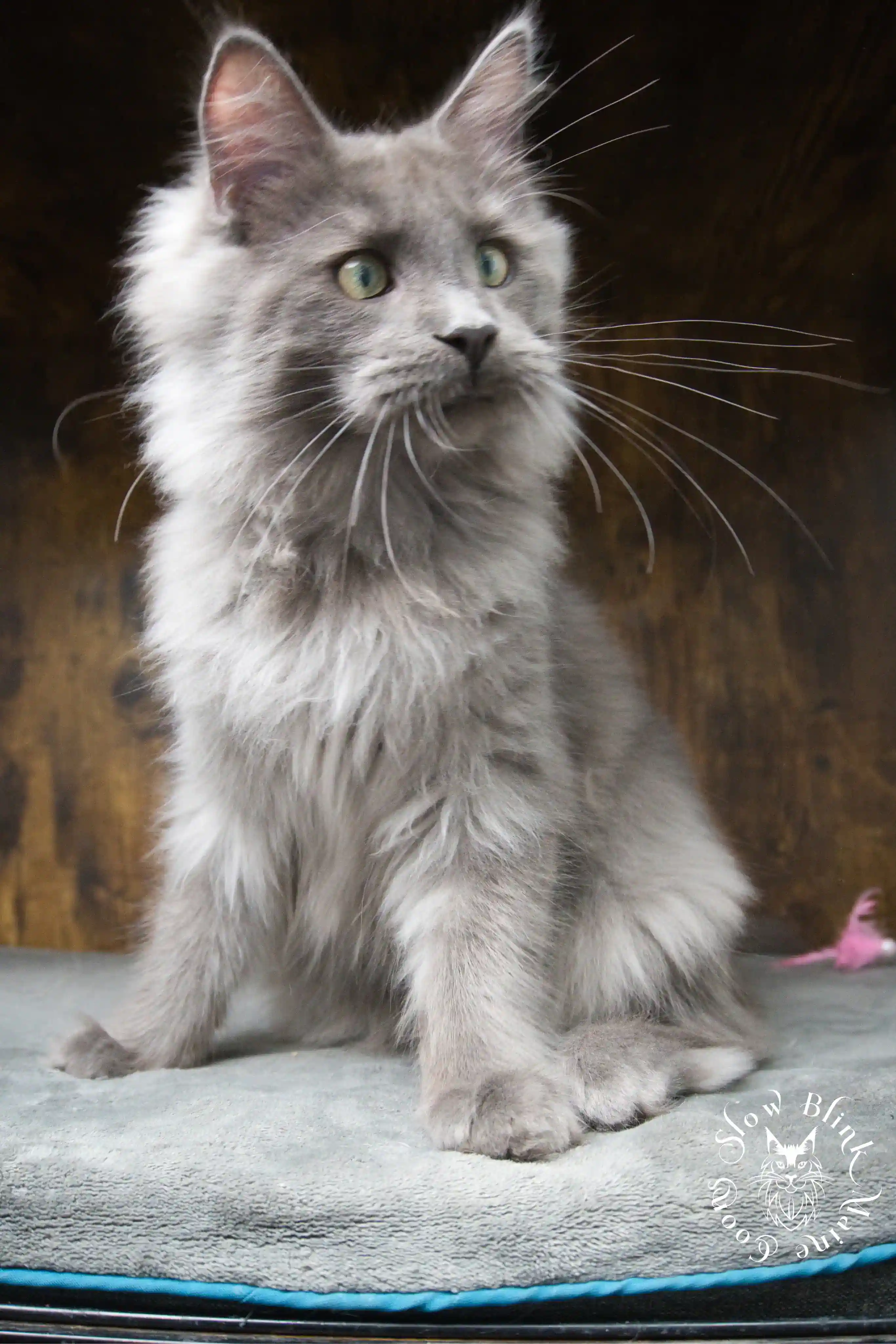 blue smoke | maine coon kitten | ems code as | slowblinkmainecoons Blue Smoke Maine Coon Kittens > blue smoke | maine coon kitten | ems code as | slowblinkmainecoons | 948