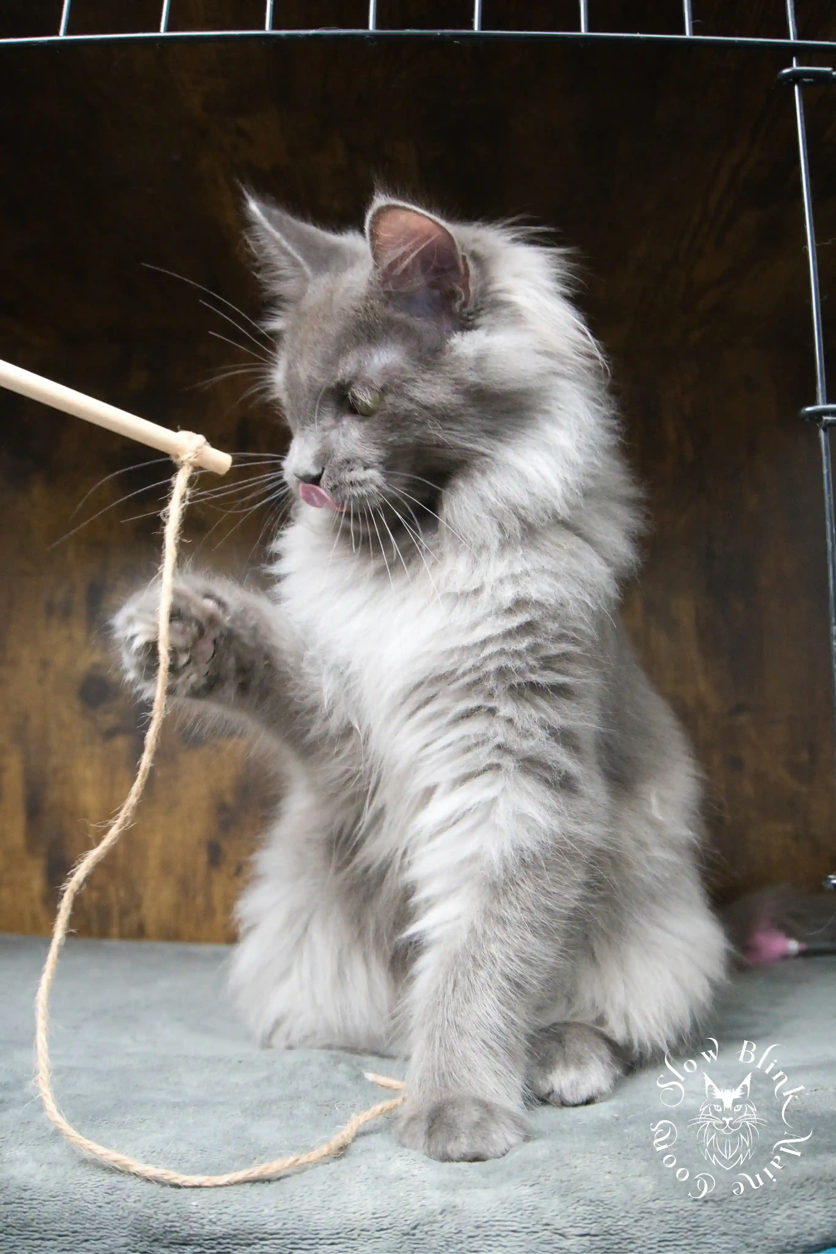 blue smoke | maine coon kitten | ems code as | slowblinkmainecoons Blue Smoke Maine Coon Kittens > blue smoke | maine coon kitten | ems code as | slowblinkmainecoons | 949