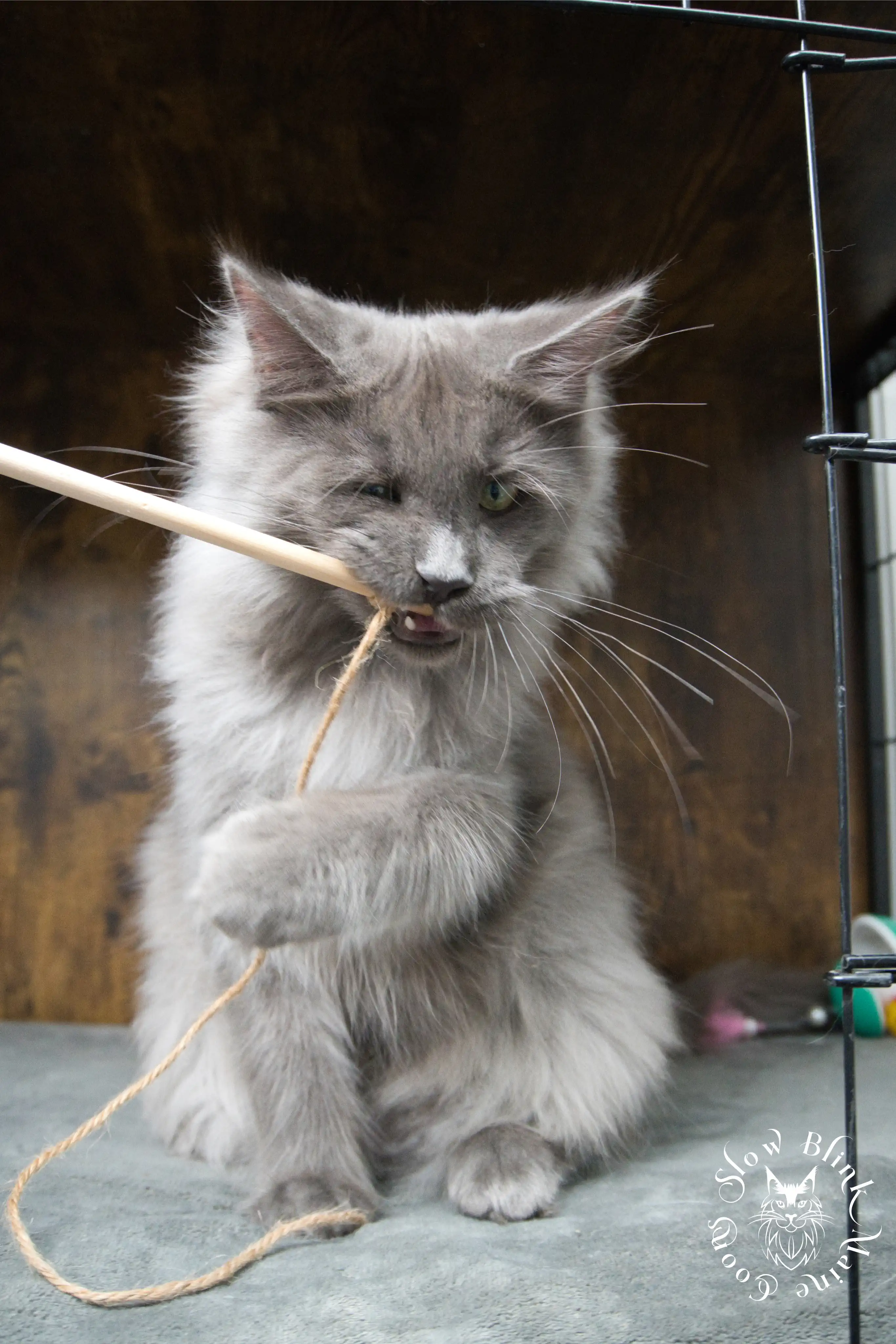 blue smoke | maine coon kitten | ems code as | slowblinkmainecoons Blue Smoke Maine Coon Kittens > blue smoke | maine coon kitten | ems code as | slowblinkmainecoons | 951