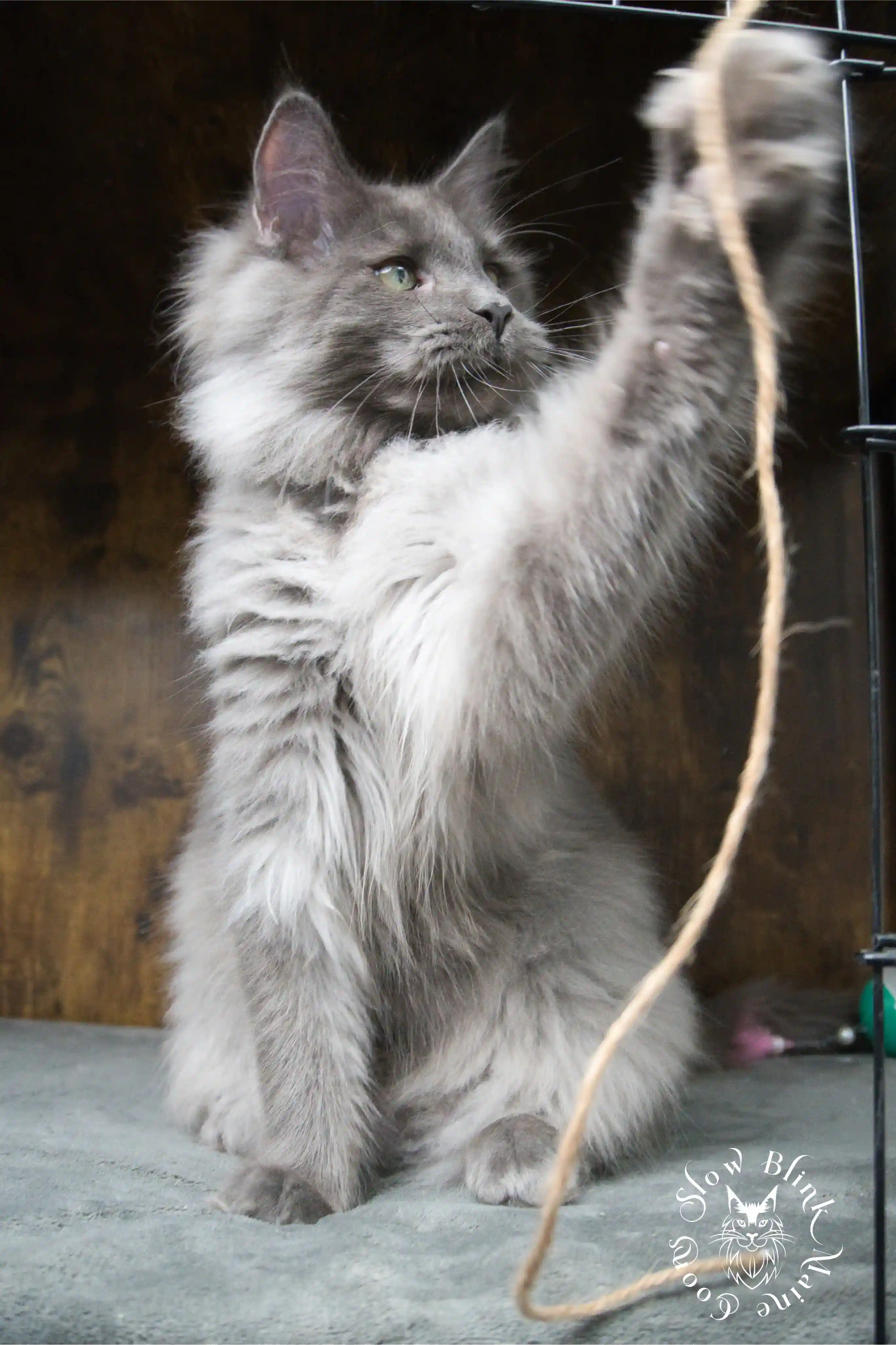 blue smoke | maine coon kitten | ems code as | slowblinkmainecoons Blue Smoke Maine Coon Kittens > blue smoke | maine coon kitten | ems code as | slowblinkmainecoons | 952