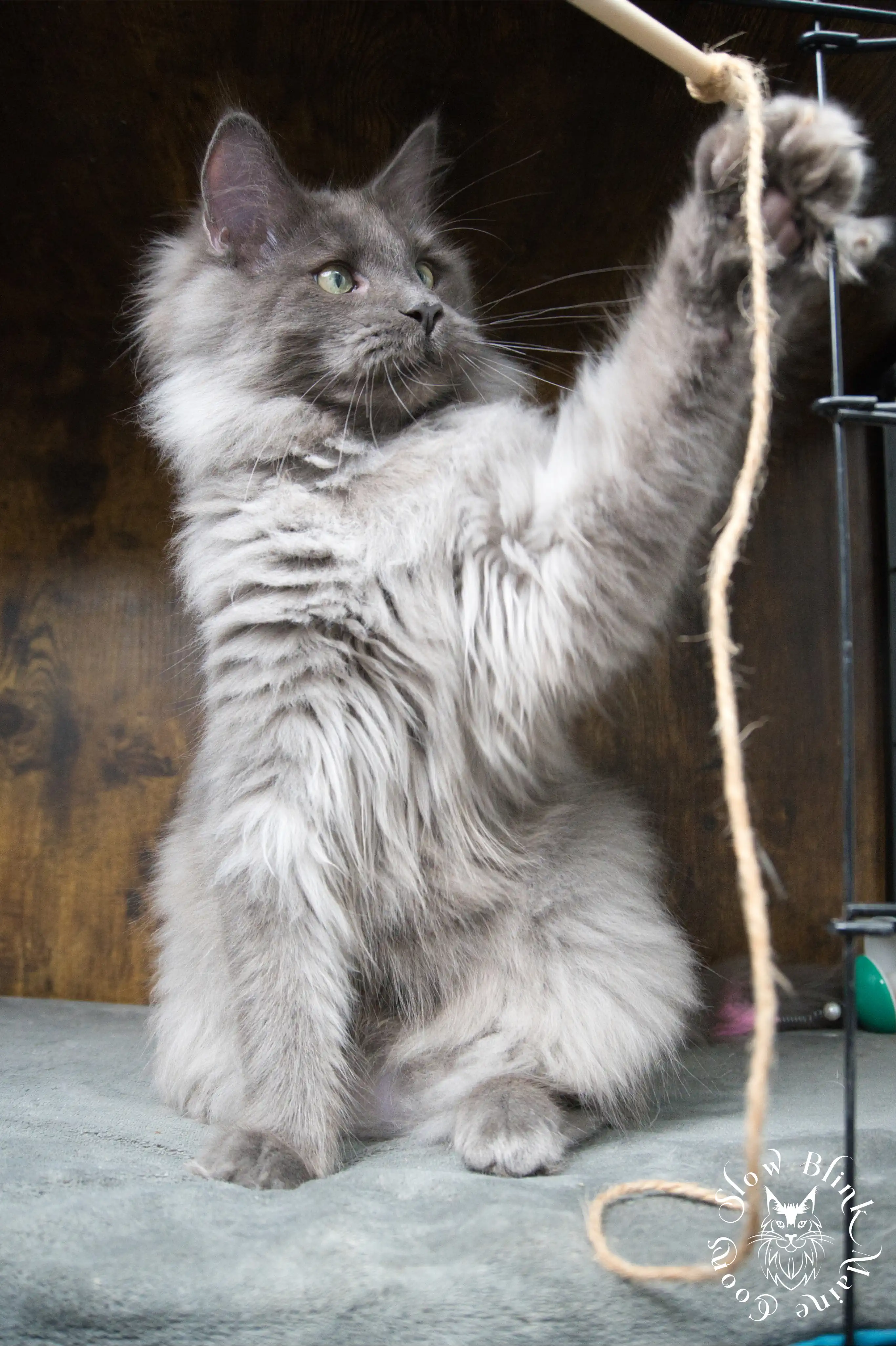 blue smoke | maine coon kitten | ems code as | slowblinkmainecoons Blue Smoke Maine Coon Kittens > blue smoke | maine coon kitten | ems code as | slowblinkmainecoons | 953