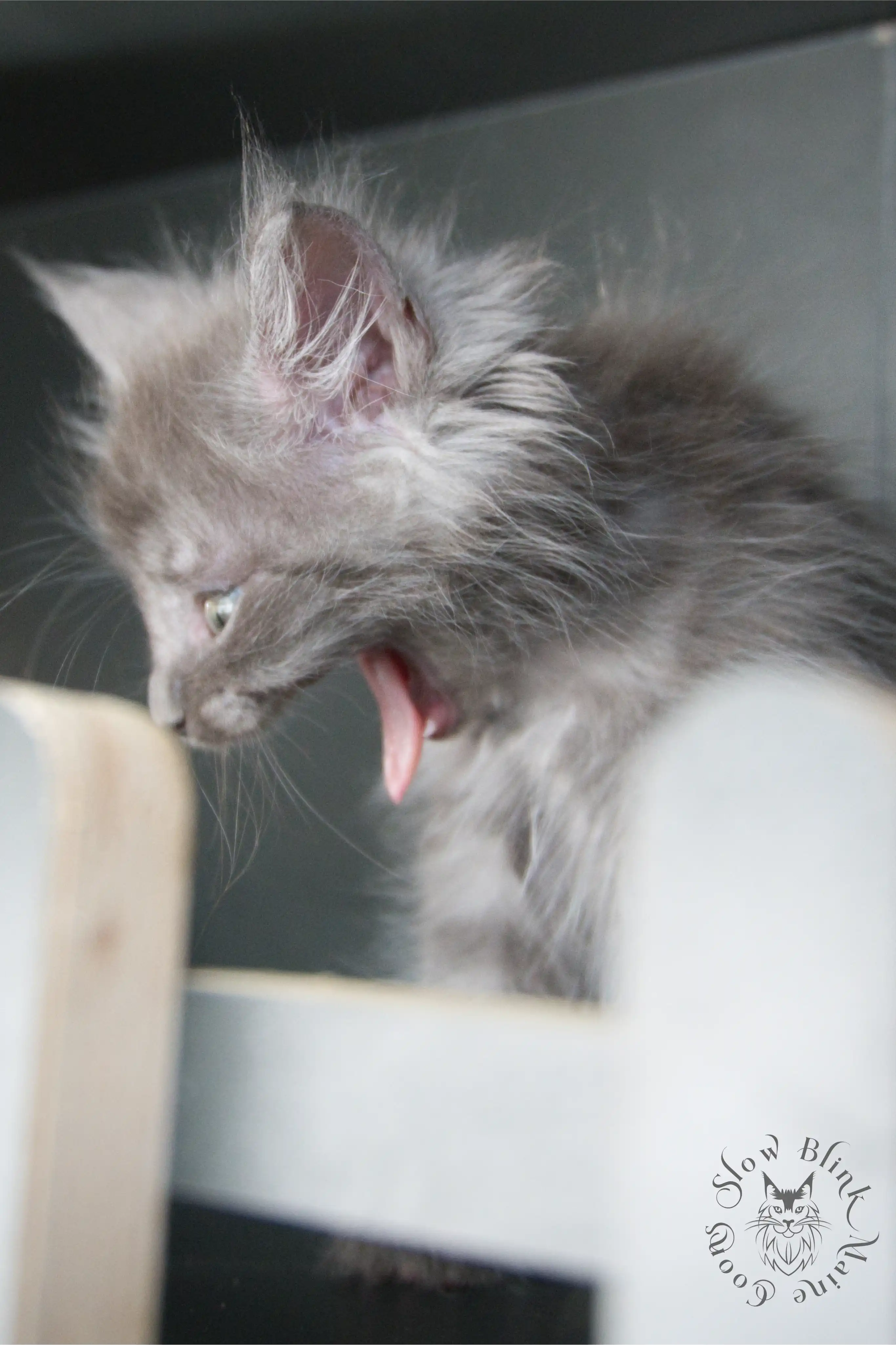 blue smoke | maine coon kitten | ems code as | slowblinkmainecoons Blue Smoke Maine Coon Kittens > blue smoke | maine coon kitten | ems code as | slowblinkmainecoons | 954