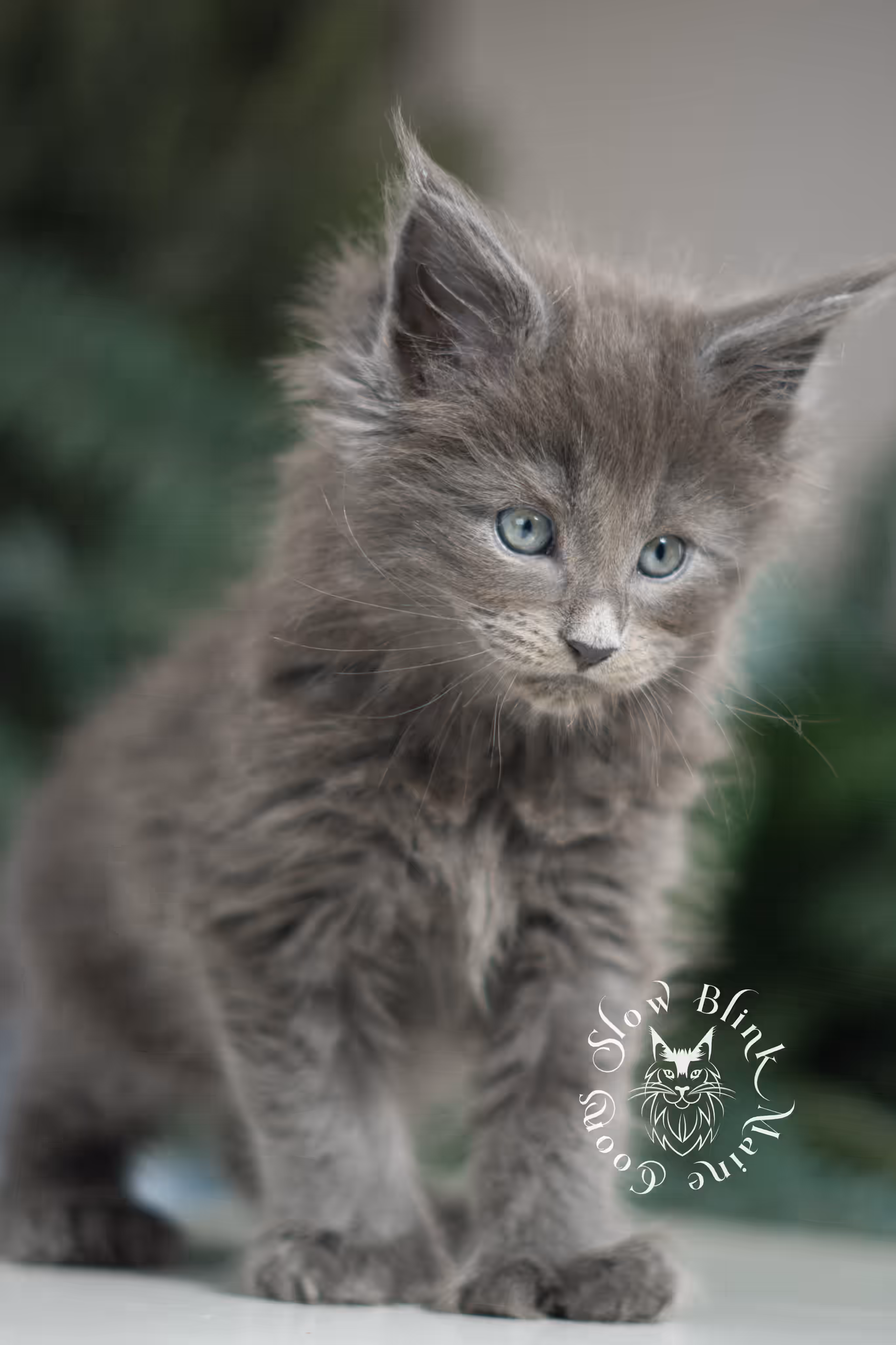 blue smoke | maine coon kitten | female | poly | ems code as | taken jan 2025 | age 6 weeks old Blue Smoke Maine Coon Kittens > blue smoke | maine coon kitten | female | poly | ems code as | taken jan 2025 | age 6 weeks old | idx 01