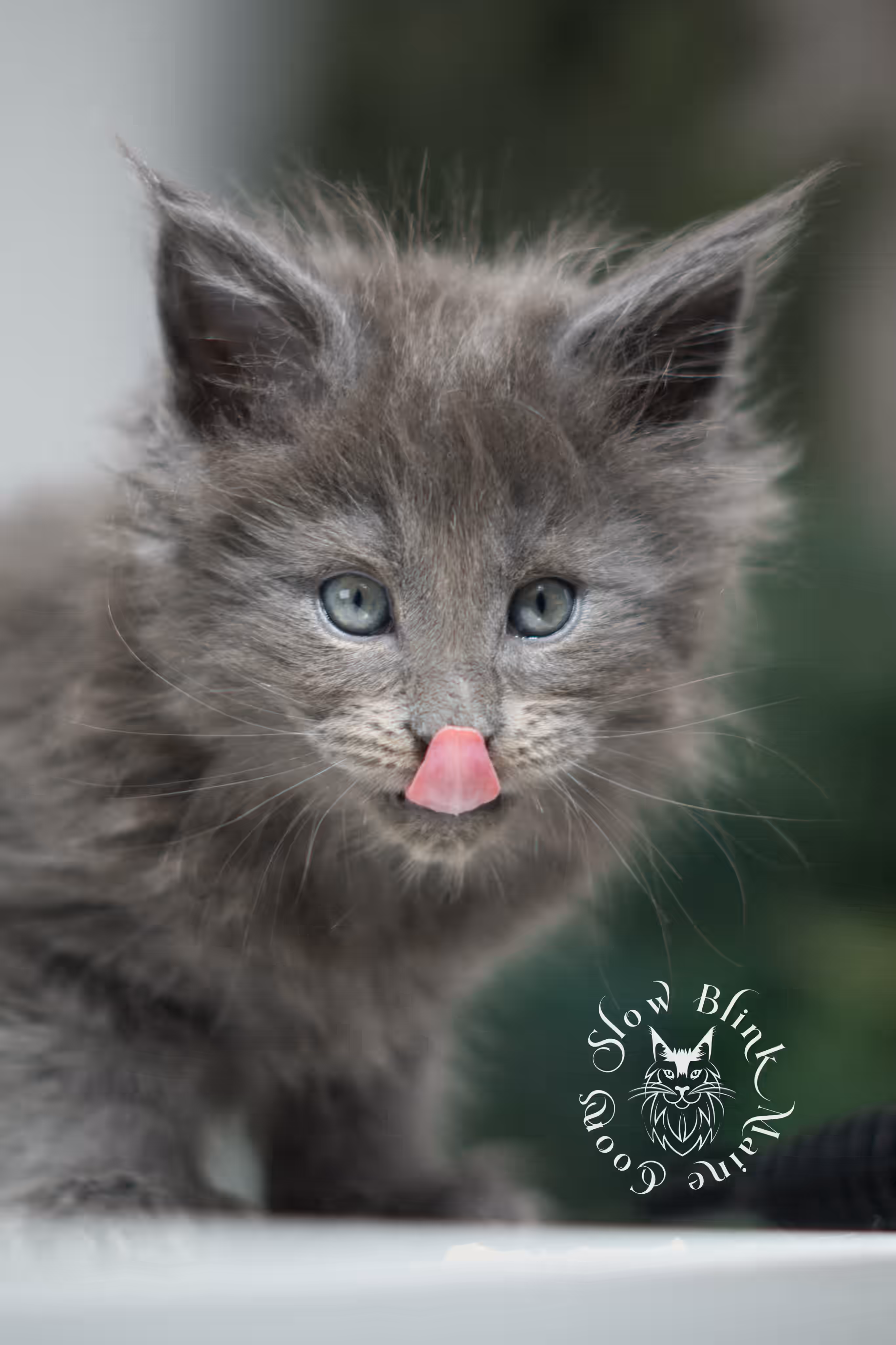 blue smoke | maine coon kitten | female | poly | ems code as | taken jan 2025 | age 6 weeks old Blue Smoke Maine Coon Kittens > blue smoke | maine coon kitten | female | poly | ems code as | taken jan 2025 | age 6 weeks old | idx 02