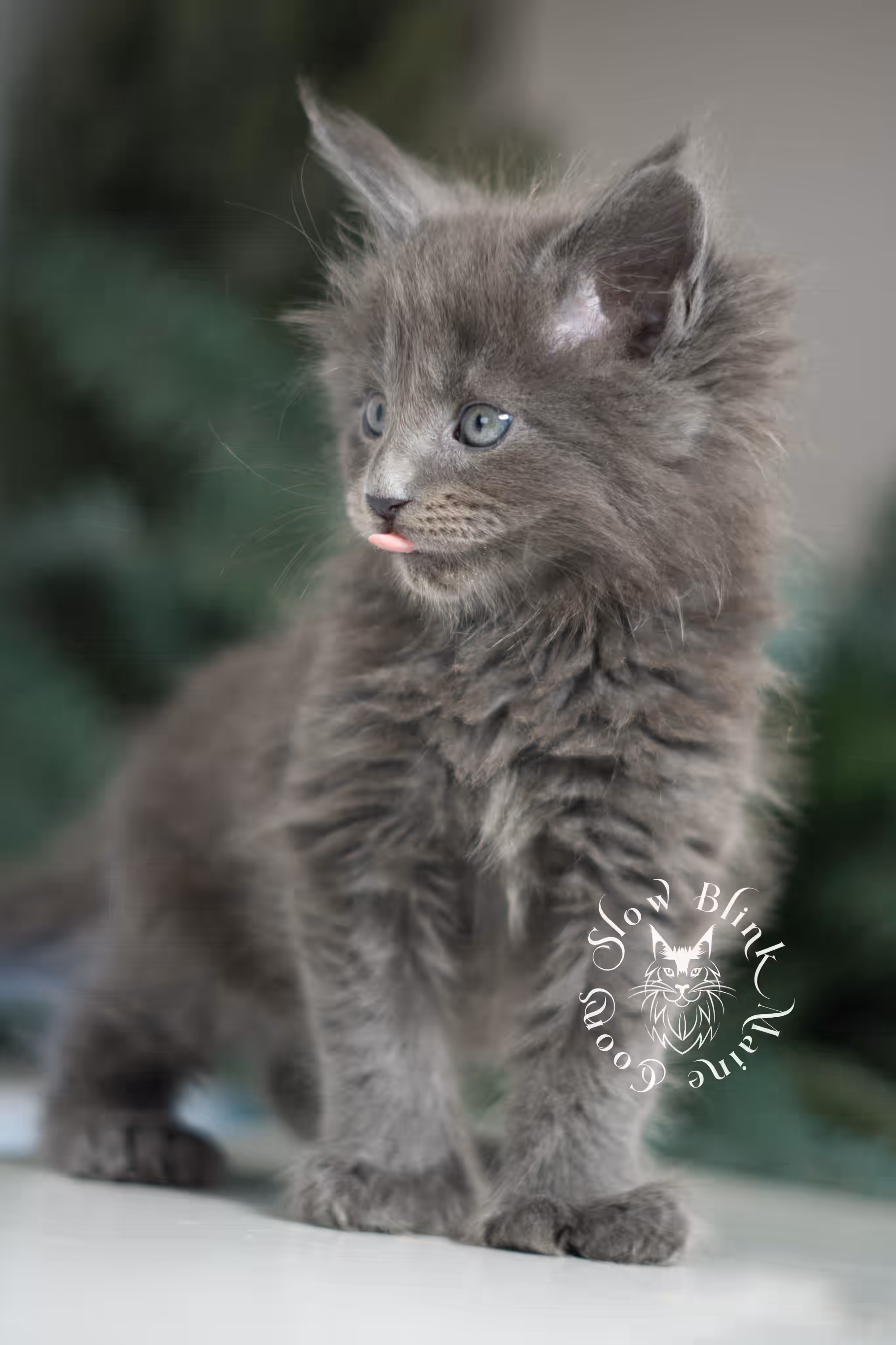 blue smoke | maine coon kitten | female | poly | ems code as | taken jan 2025 | age 6 weeks old Blue Smoke Maine Coon Kittens > blue smoke | maine coon kitten | female | poly | ems code as | taken jan 2025 | age 6 weeks old | idx 03
