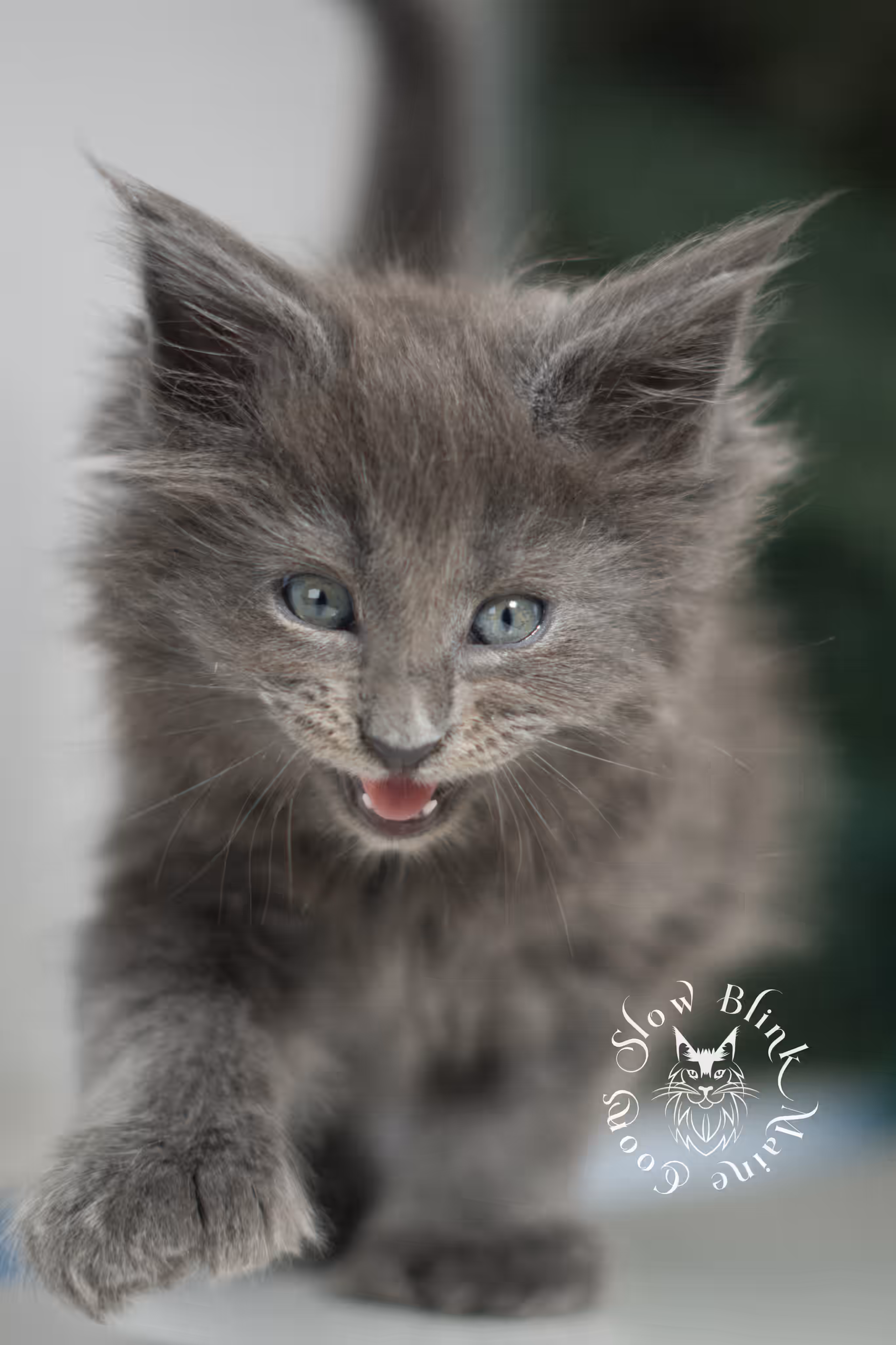 blue smoke | maine coon kitten | female | poly | ems code as | taken jan 2025 | age 6 weeks old Blue Smoke Maine Coon Kittens > blue smoke | maine coon kitten | female | poly | ems code as | taken jan 2025 | age 6 weeks old | idx 04