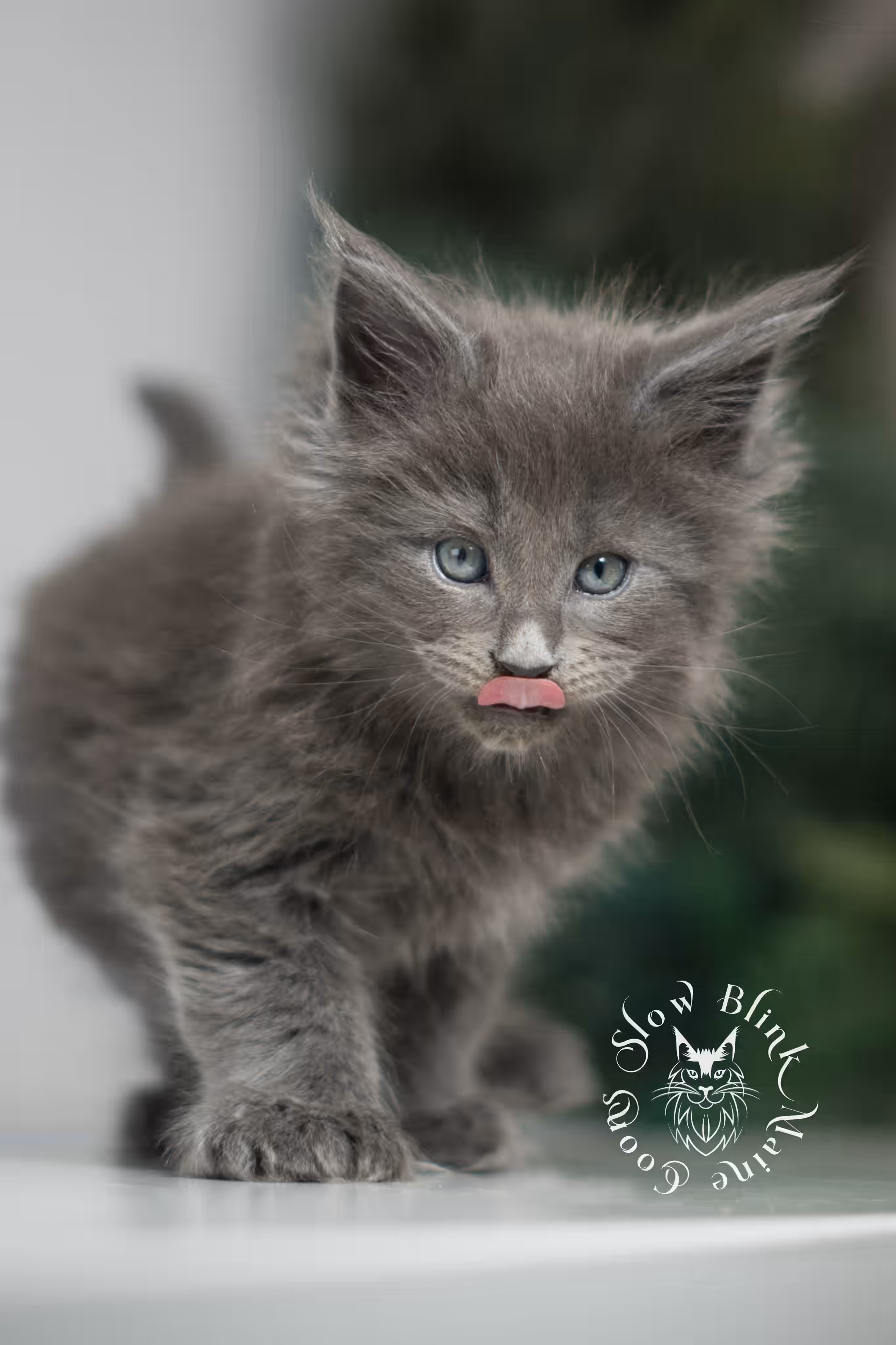 blue smoke | maine coon kitten | female | poly | ems code as | taken jan 2025 | age 6 weeks old Blue Smoke Maine Coon Kittens > blue smoke | maine coon kitten | female | poly | ems code as | taken jan 2025 | age 6 weeks old | idx 05